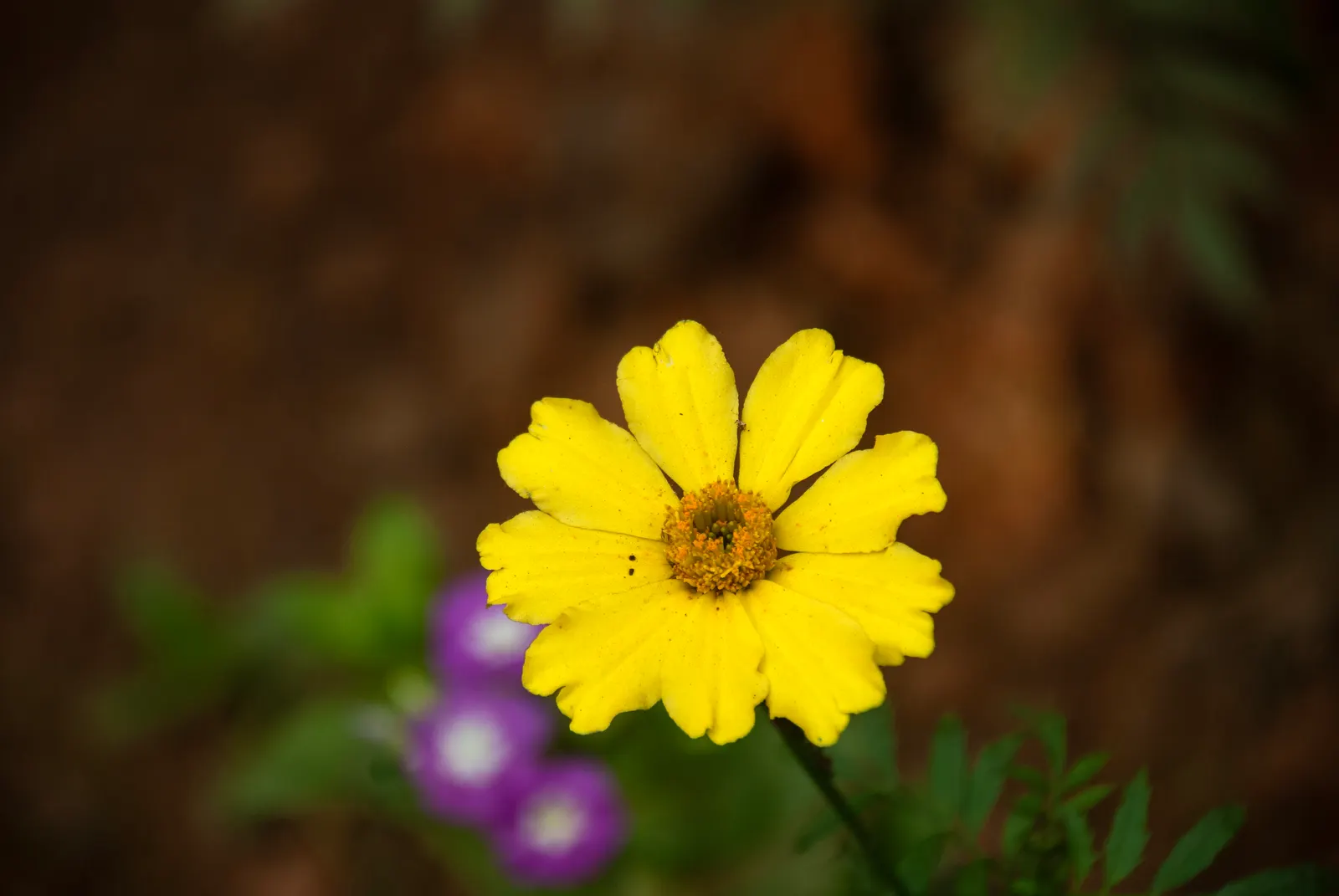 Common Zinnia (Zinnia Elegans) — requiring a minimum of 6 hours of direct sun per day; zinnias are available in red, image 95