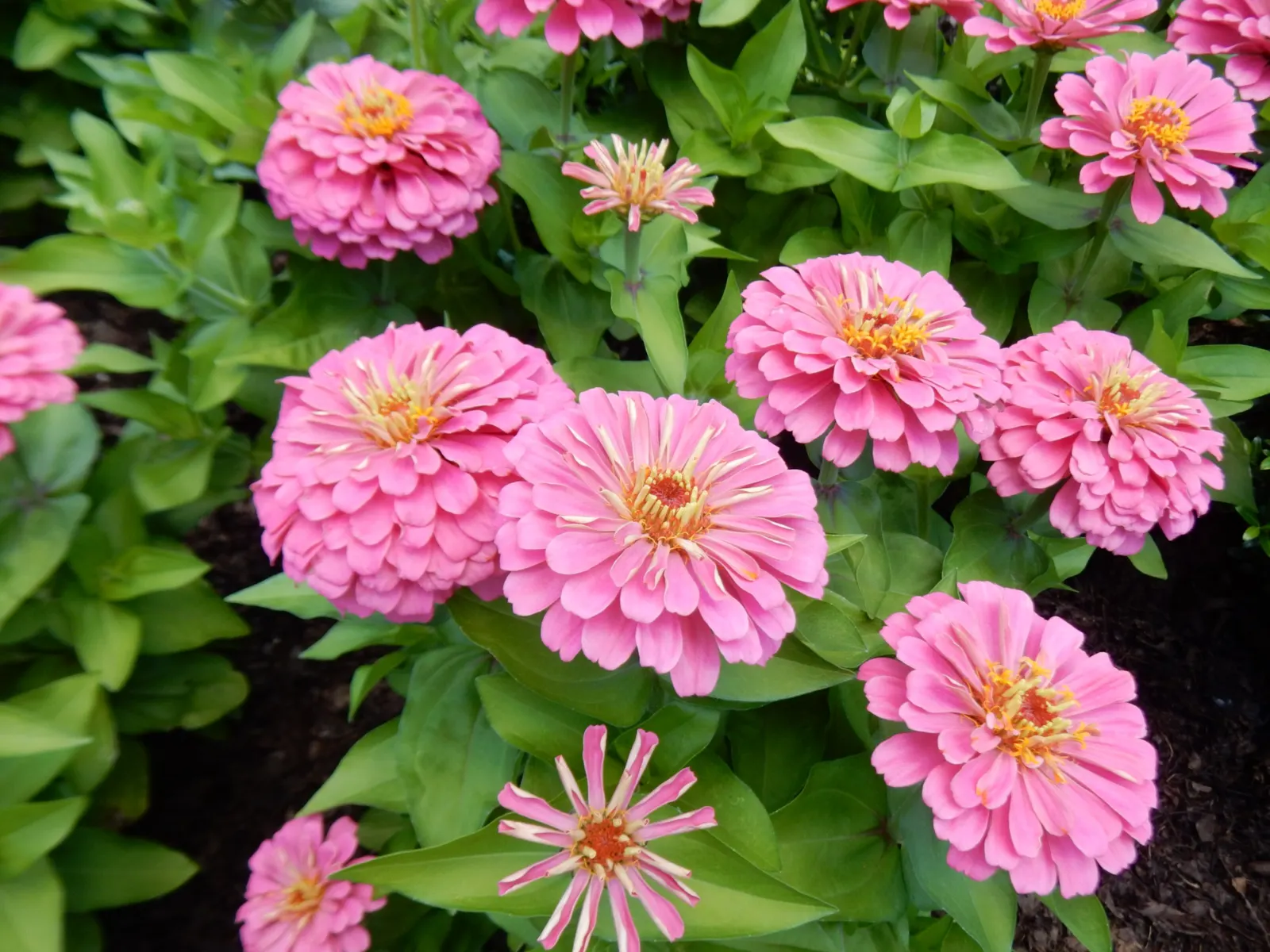 Common Zinnia (Zinnia Elegans) — these plants are versatile; requiring a minimum of 6 hours of direct sun per day, image 144