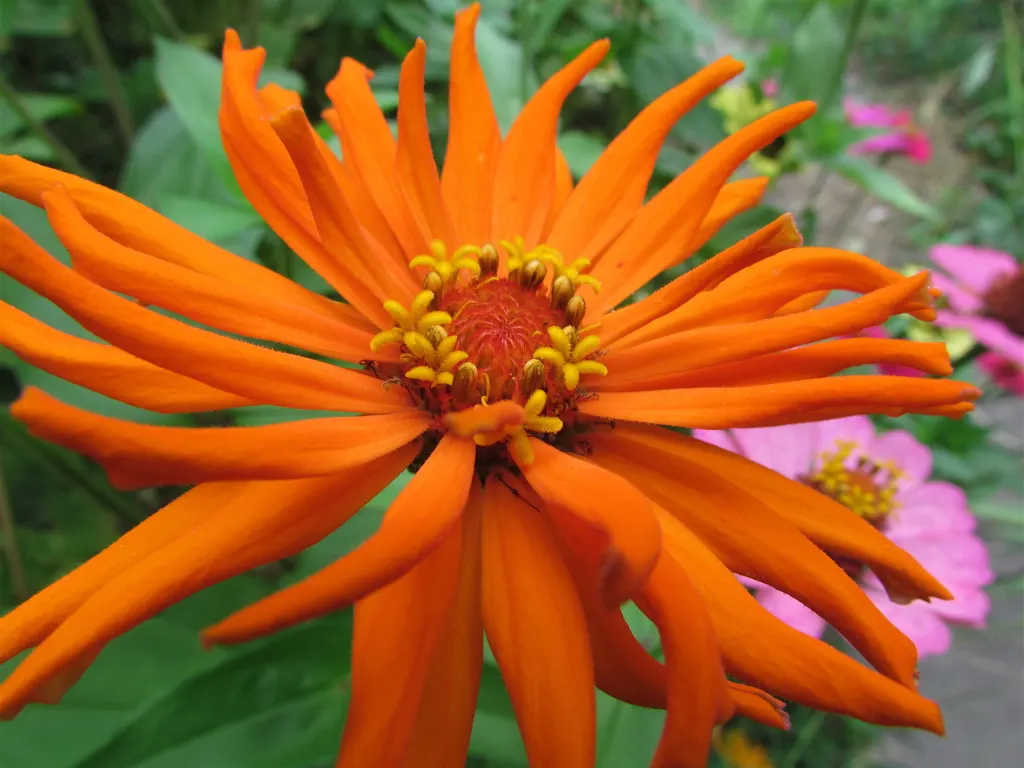 Common Zinnia (Zinnia Elegans) — is a vibrant annual flowering plant that can reach heights of 1-3 feet with a spread of 1-1.5 feet; it thrives in, image 105