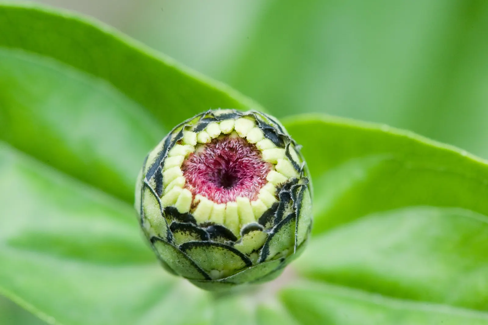 Common Zinnia (Zinnia Elegans) — Their blooming season spans from late spring to the first frost, offering a generous seasonal display; these, image 125