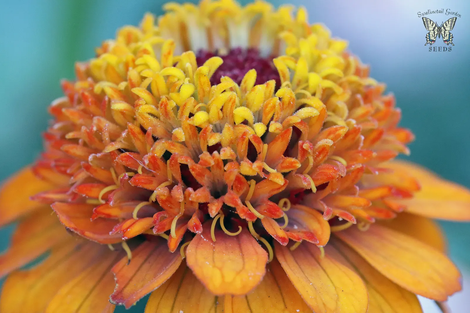 Common Zinnia (Zinnia Elegans) — a vibrant and popular choice for gardeners seeking to inject a splash of color into their landscape; is a vibrant, image 60
