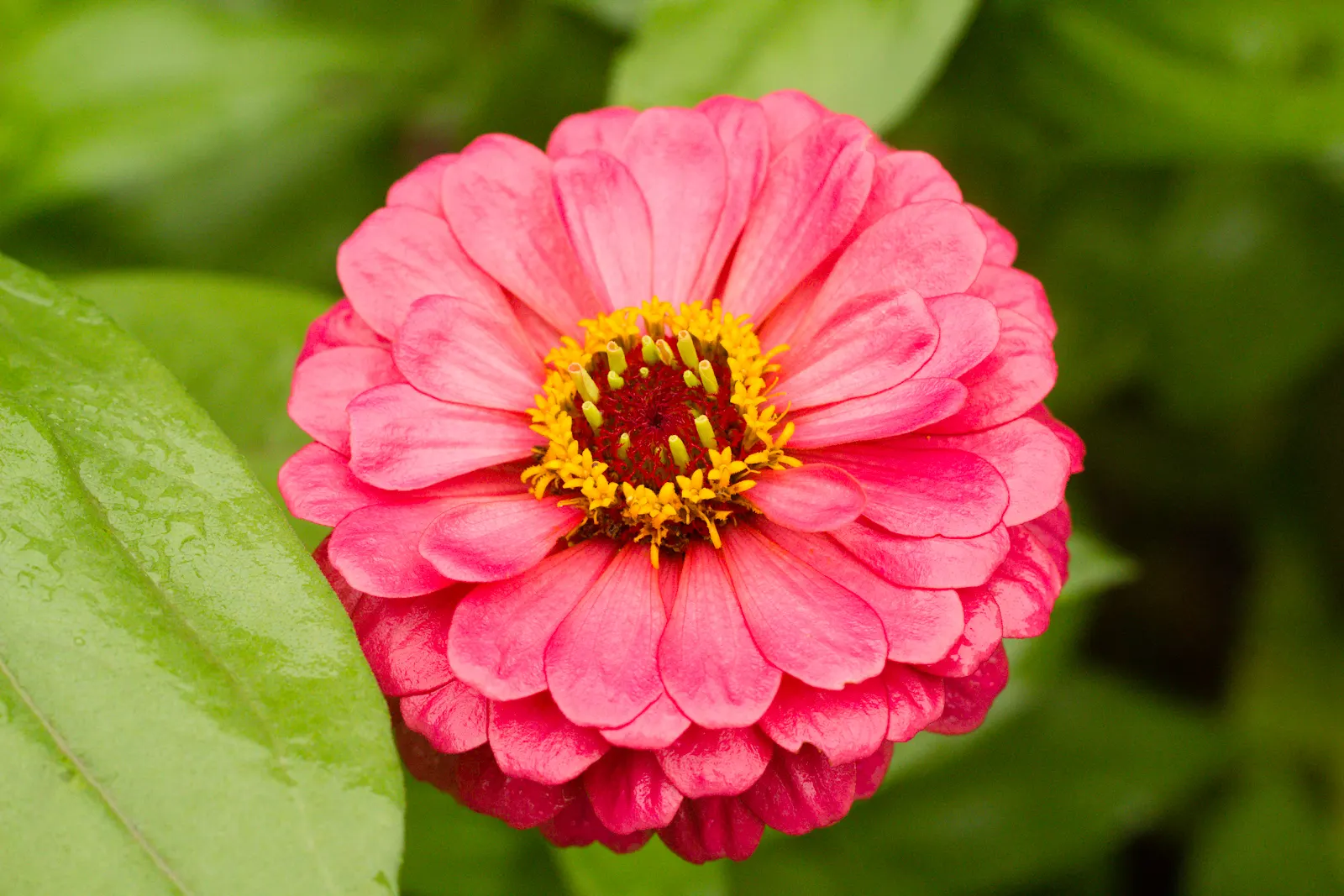 Common Zinnia (Zinnia Elegans) — adding an extra layer of dynamism to any garden space.<br><br>Hardy in USDA zones 2 through 11
