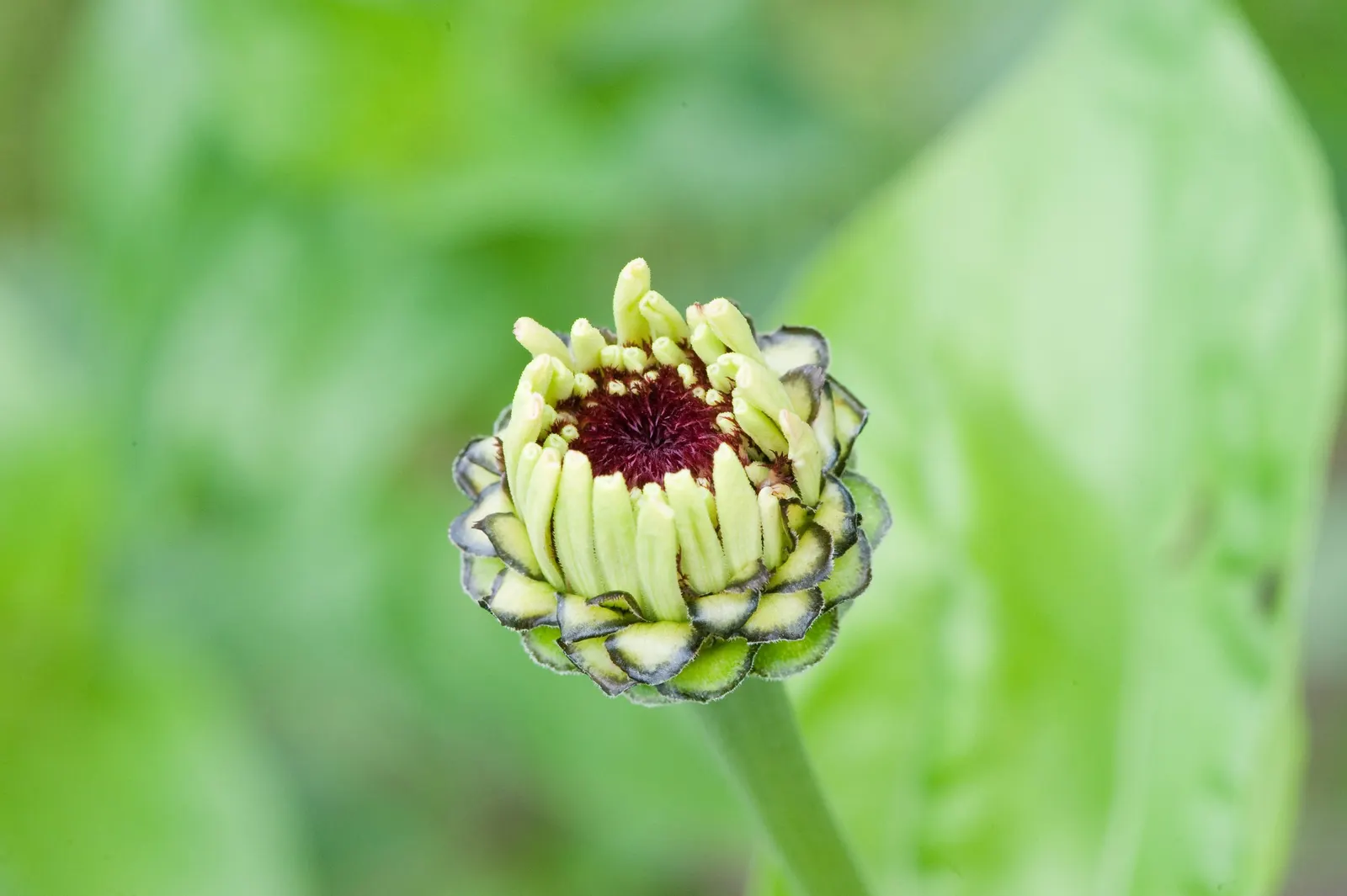 Common Zinnia (Zinnia Elegans) — is an annual flowering plant native to Mexico; a vibrant and popular choice for gardeners seeking to inject a, image 139