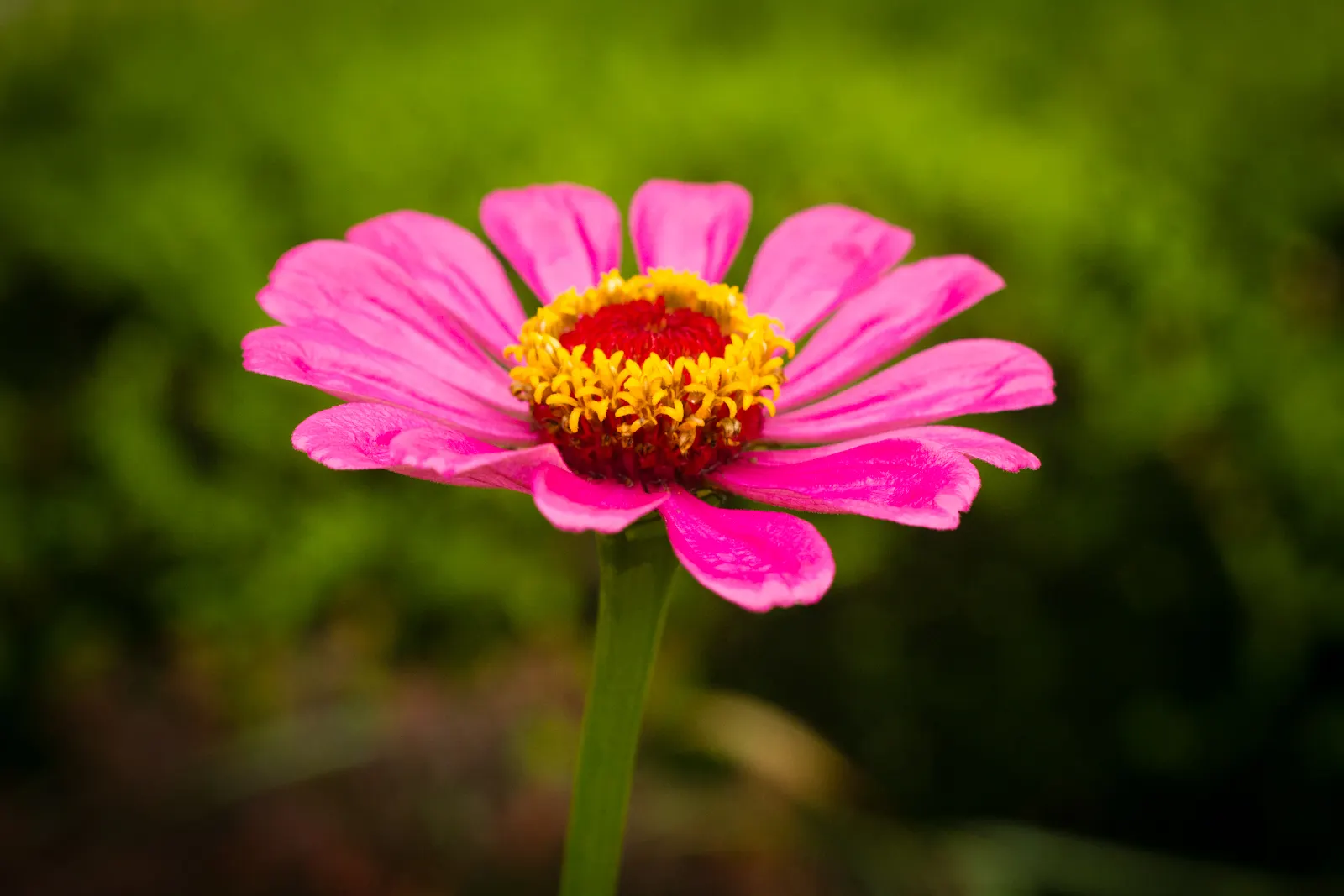 Common Zinnia (Zinnia Elegans) — which can soar to heights between 8 inches and 4 feet; but now a mainstay in flower beds across the globe