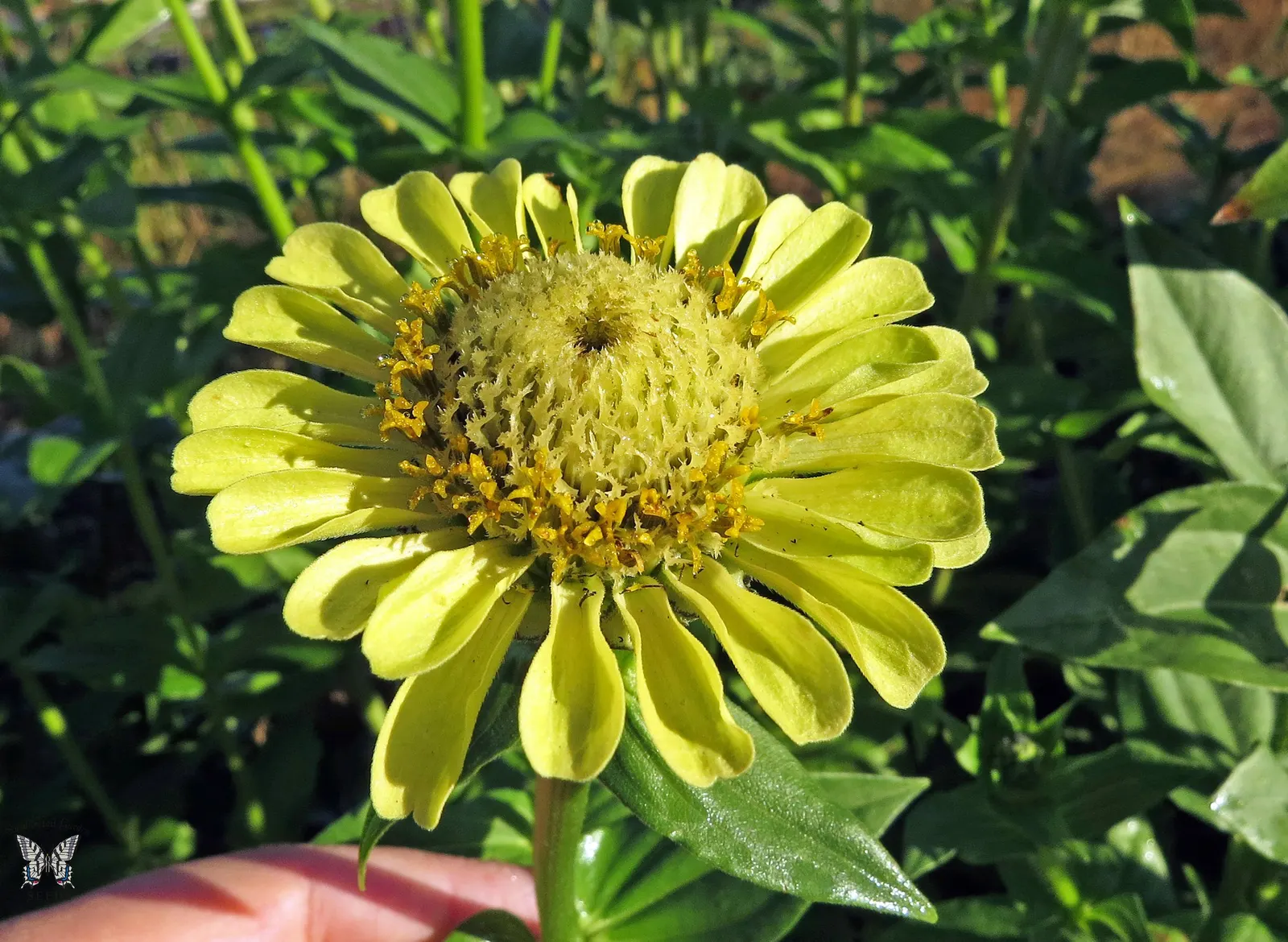 Common Zinnia (Zinnia Elegans) — perfect for use in both borders and as cut flowers for indoor display; pink and red flowers in the garden, image 93