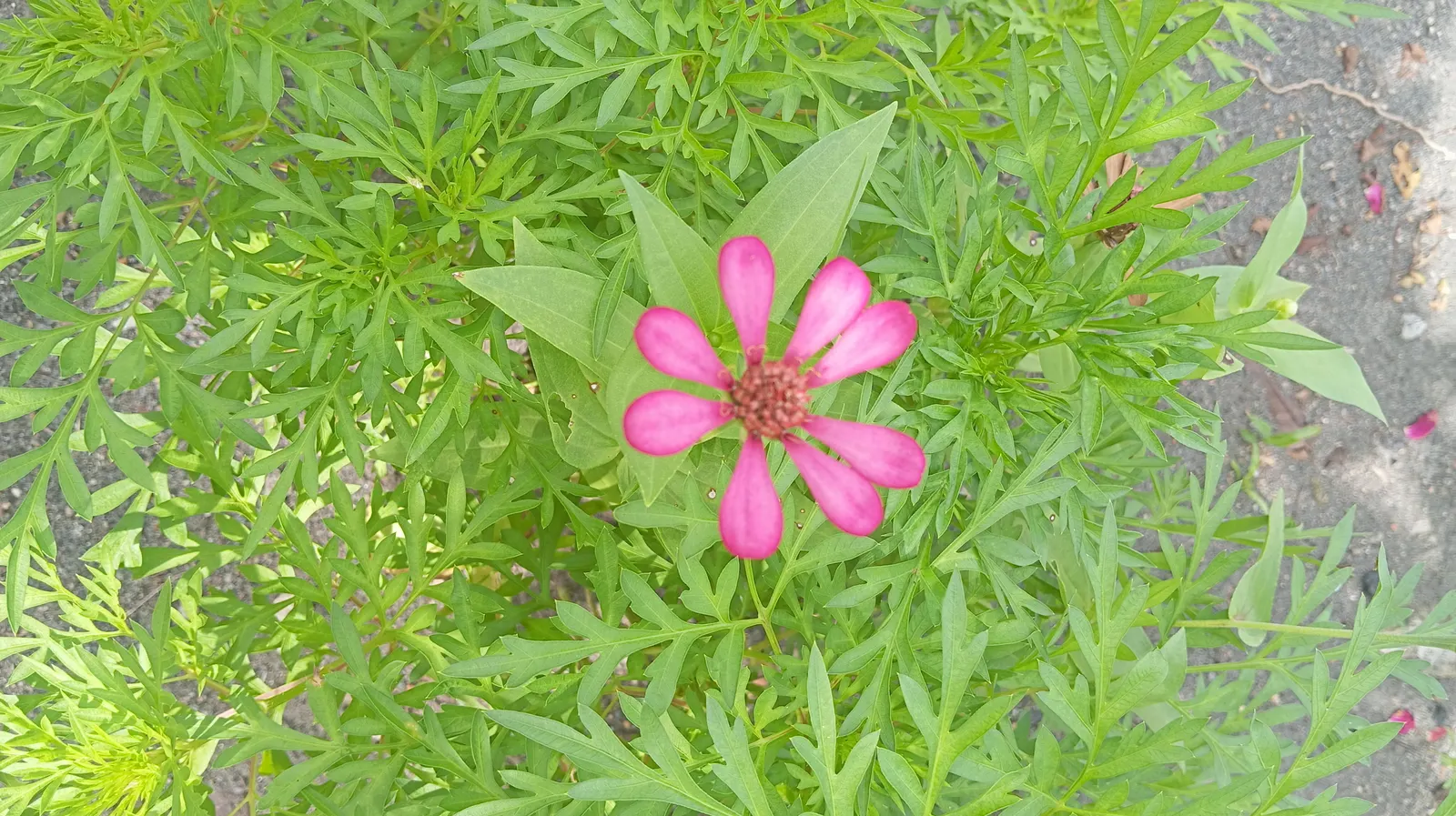 Common Zinnia (Zinnia Elegans) — but now a mainstay in flower beds across the globe; perfect for use in both borders and as cut flowers for indoor, image 114