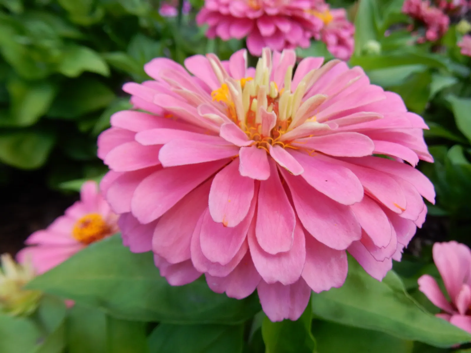 Common Zinnia (Zinnia Elegans) — requiring a minimum of 6 hours of direct sun per day