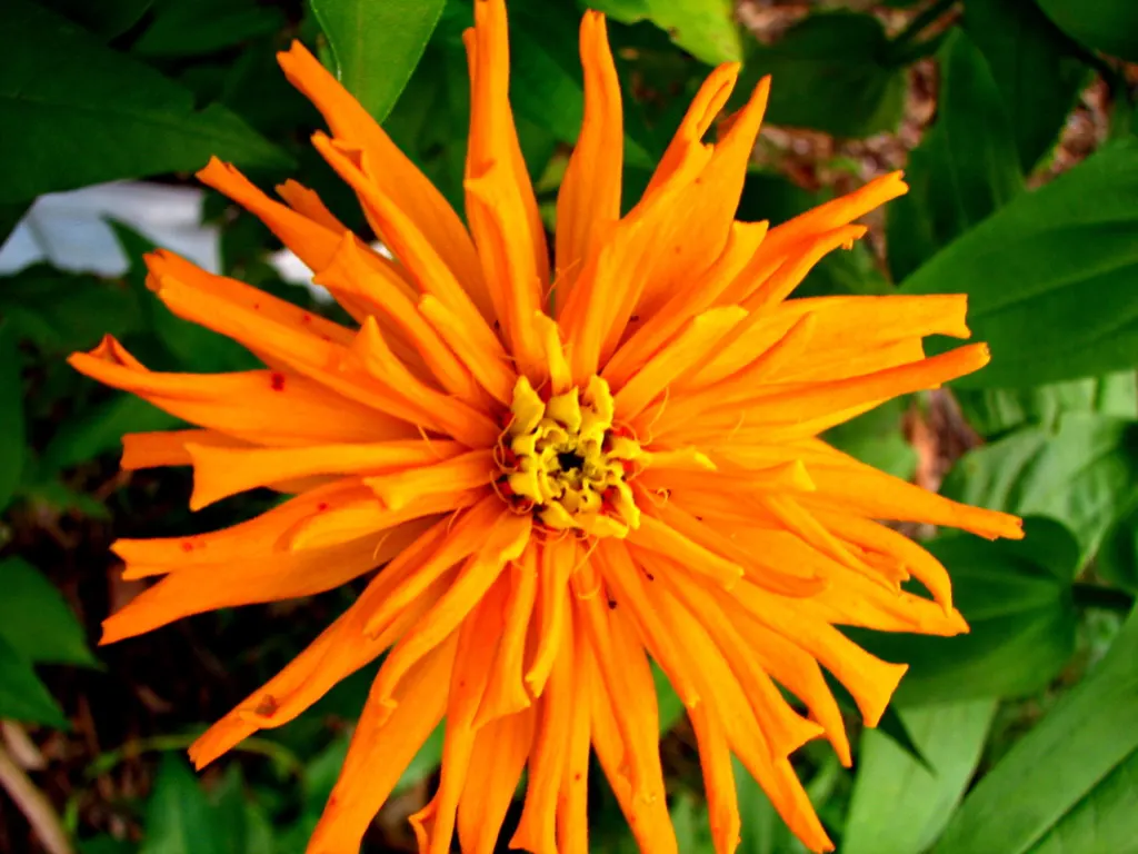 Common Zinnia (Zinnia Elegans) — They thrive in full sunlight
