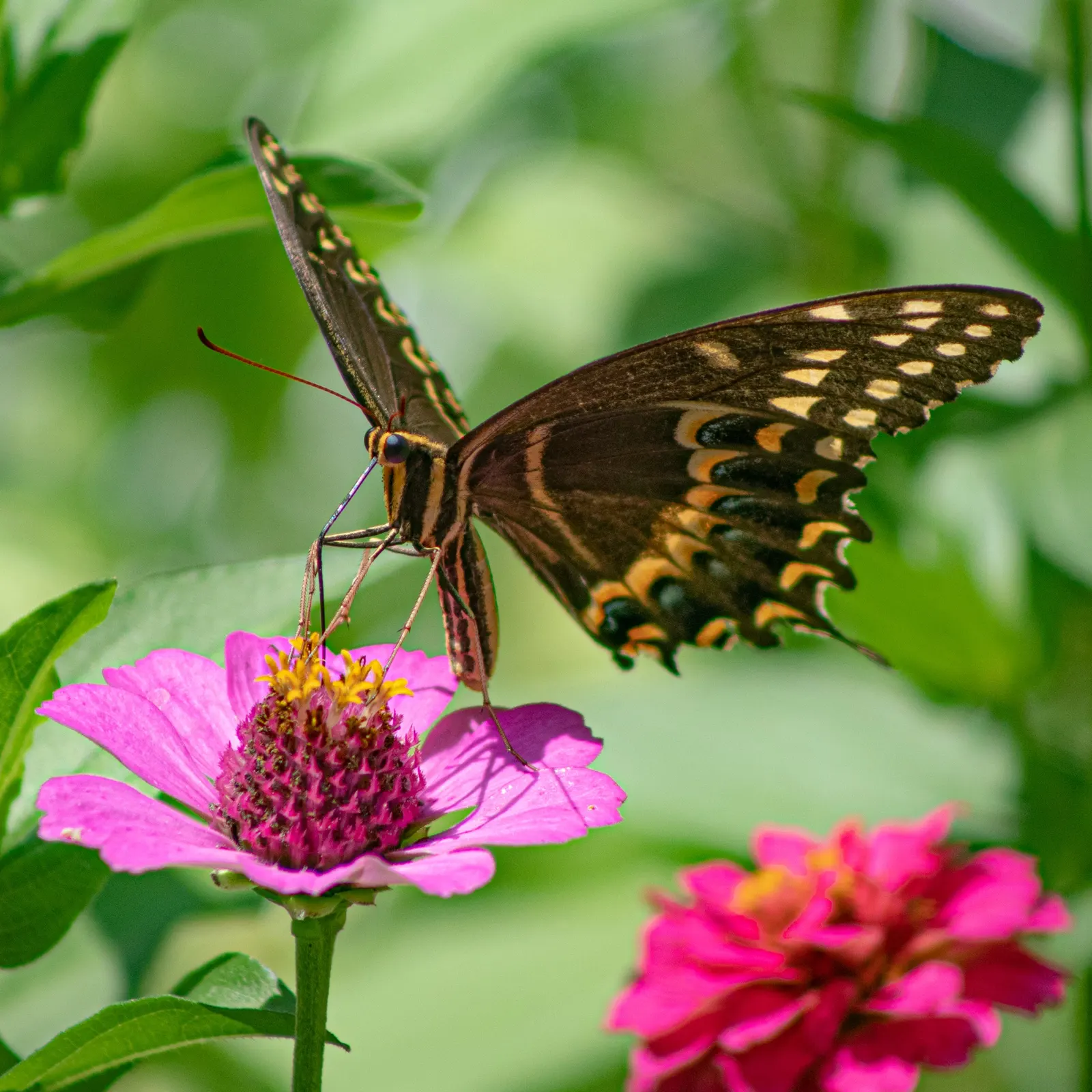 Common Zinnia (Zinnia Elegans) — zinnias are available in red; daisy-like blooms in various colors, image 142
