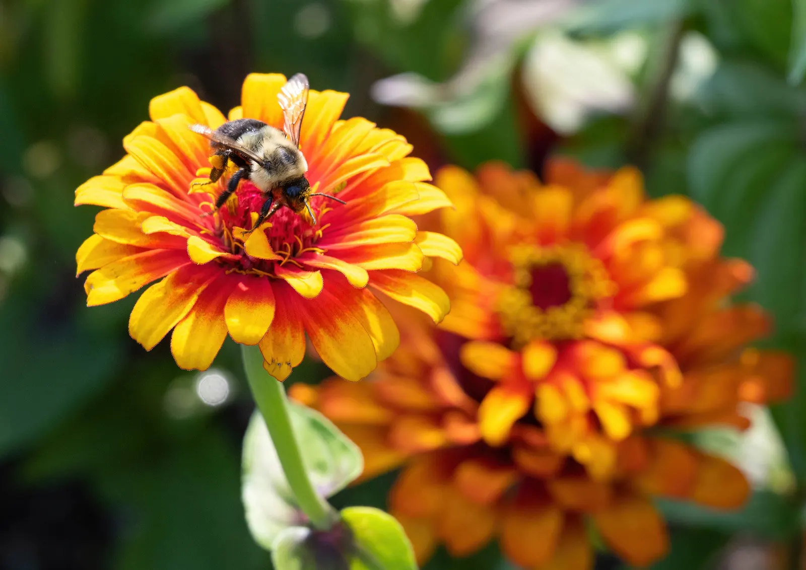 Common Zinnia (Zinnia Elegans) — these plants are versatile; requiring a minimum of 6 hours of direct sun per day, image 118