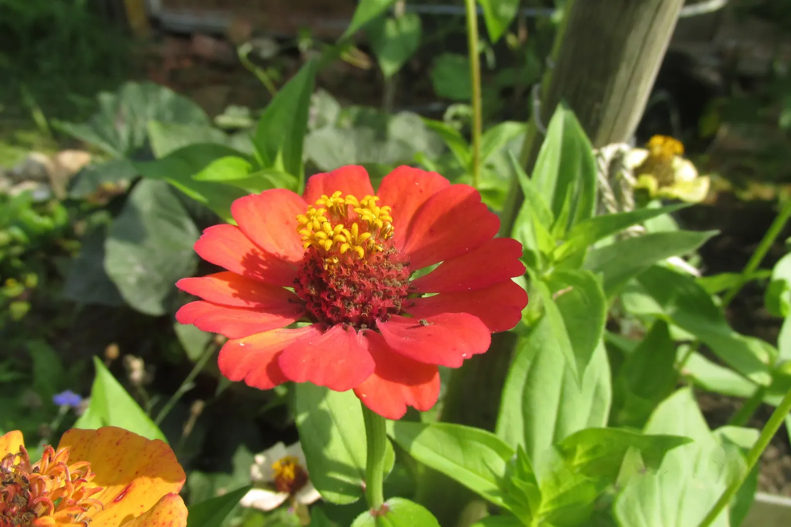 Common Zinnia (Zinnia Elegans) — is a vibrant annual flowering plant that can reach heights of 1-3 feet with a spread of 1-1.5 feet