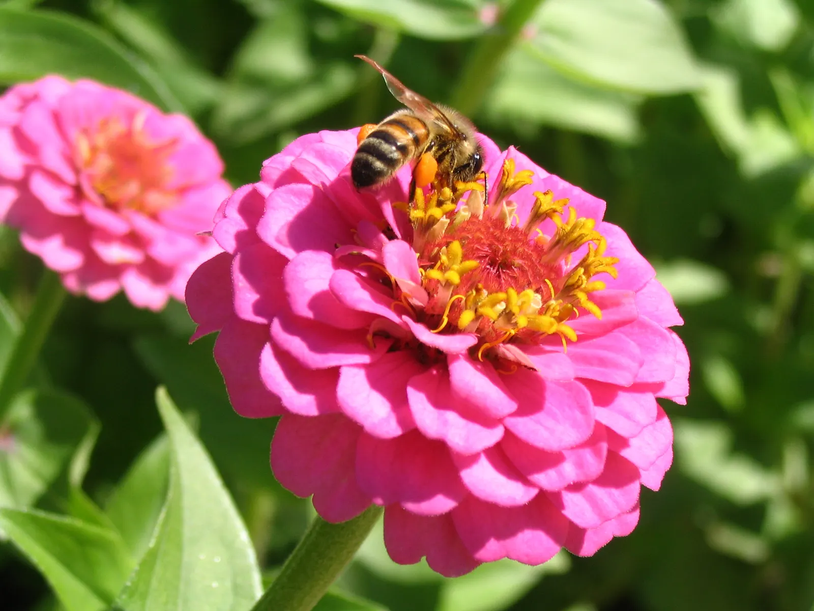 Common Zinnia (Zinnia Elegans) — zinnias are available in red; daisy-like blooms in various colors, image 64