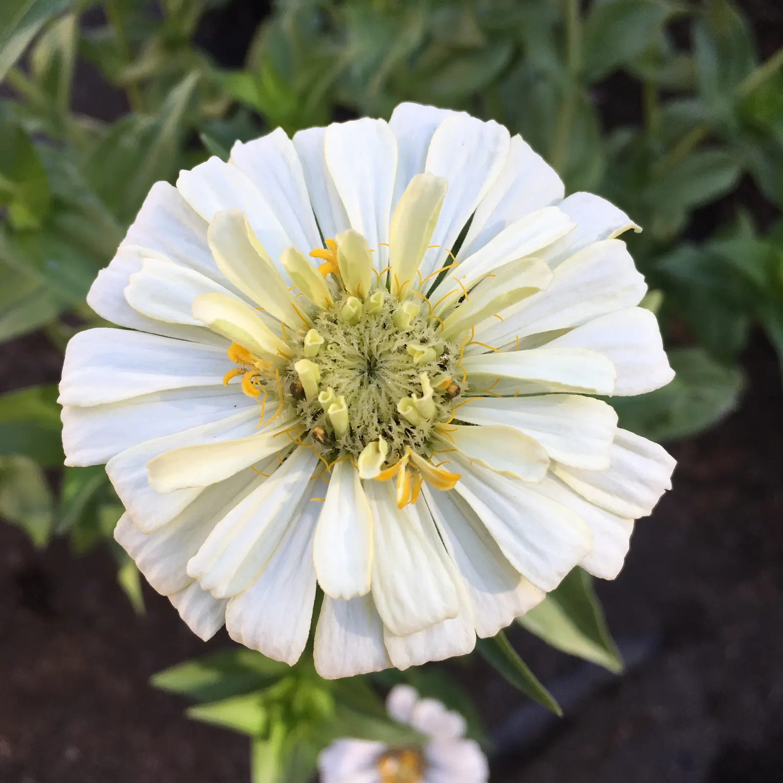 Common Zinnia (Zinnia Elegans) — is an annual flowering plant native to Mexico