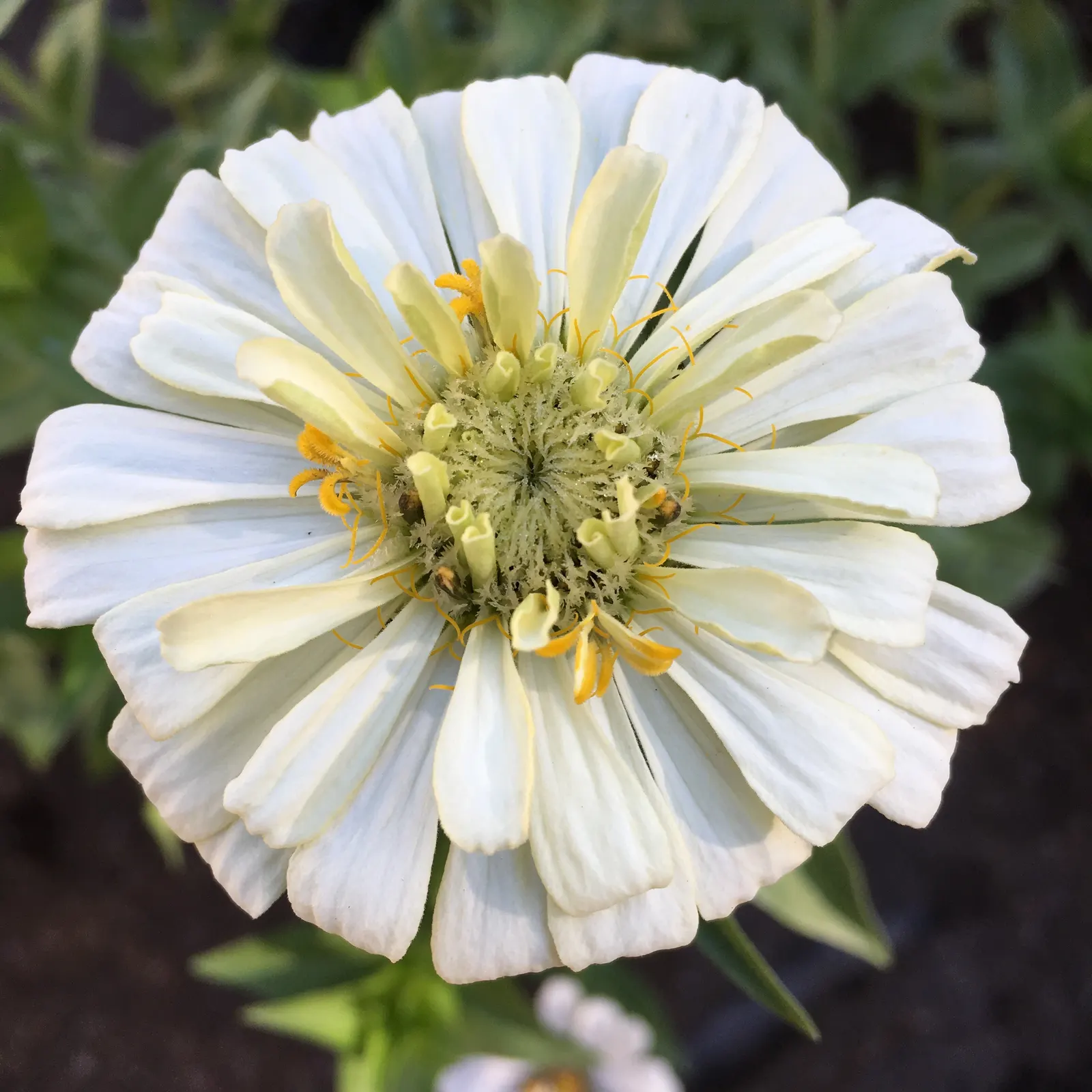 Common Zinnia (Zinnia Elegans) — perfect for use in both borders and as cut flowers for indoor display