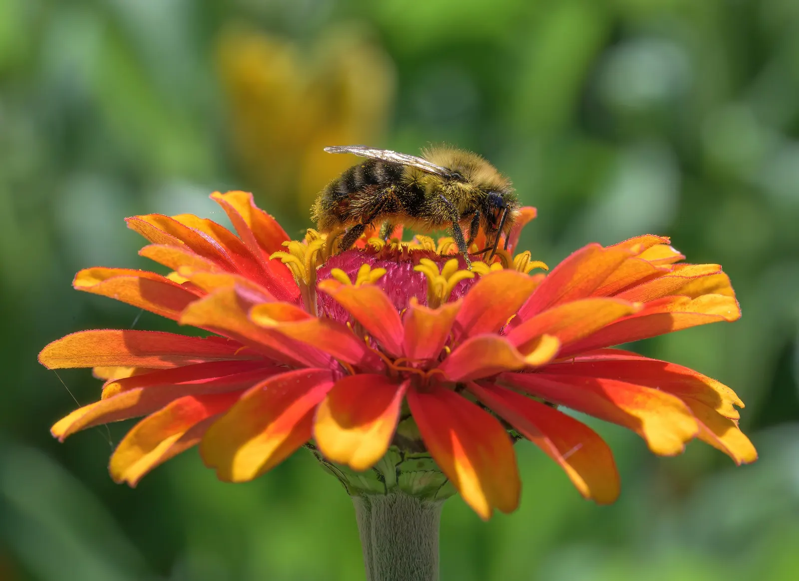 Common Zinnia (Zinnia Elegans) — it thrives in full sun and well-draining soil; annual with pink and red blooms, image 82