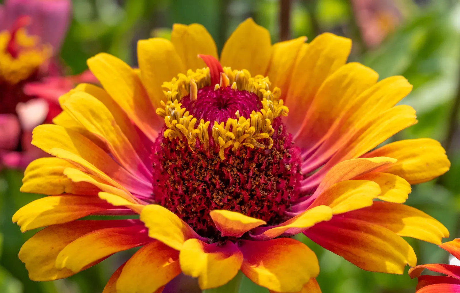 Common Zinnia (Zinnia Elegans) — perfect for use in both borders and as cut flowers for indoor display; pink and red flowers in the garden