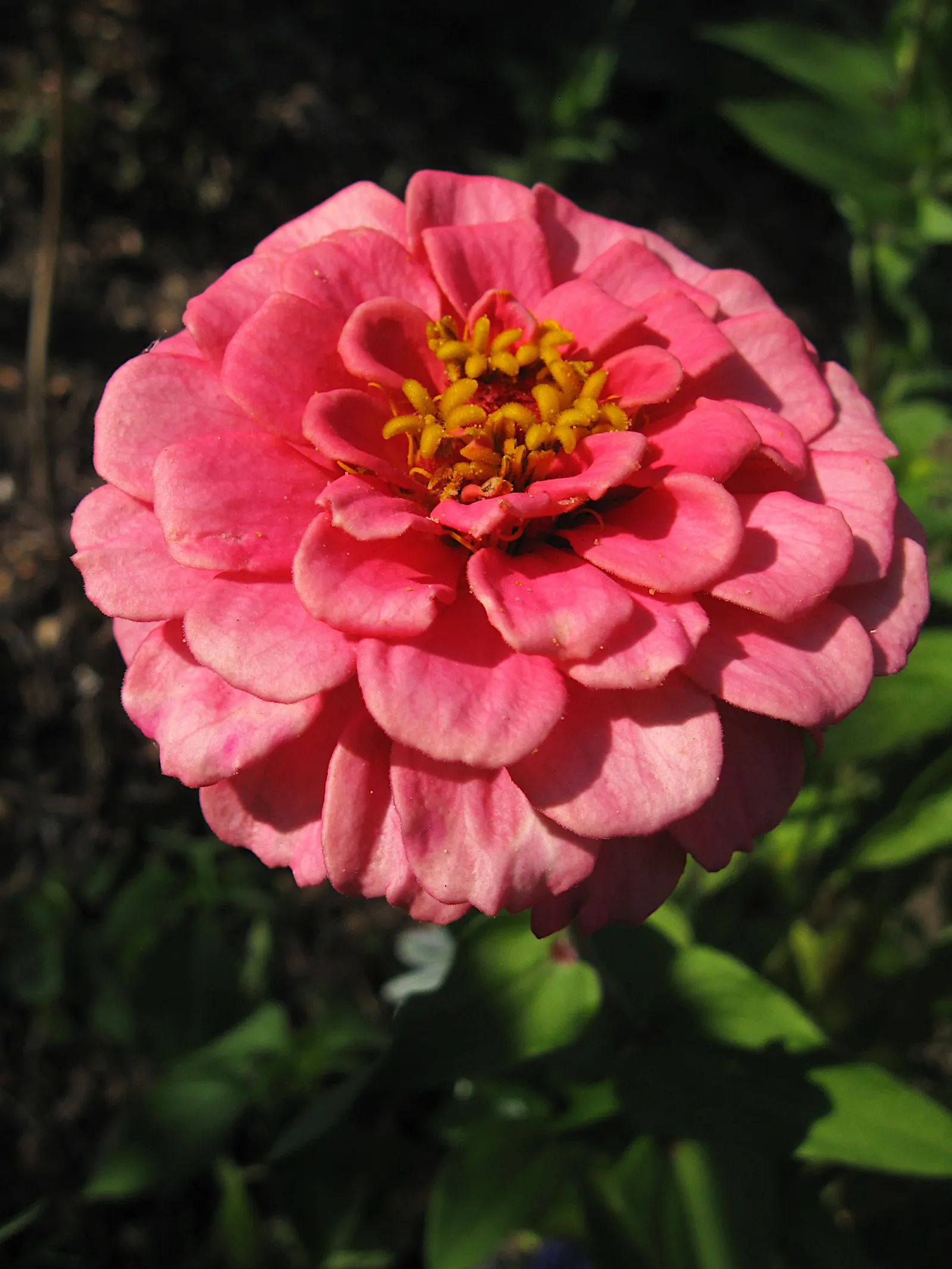 Common Zinnia (Zinnia Elegans) — zinnias are available in red; daisy-like blooms in various colors, image 116