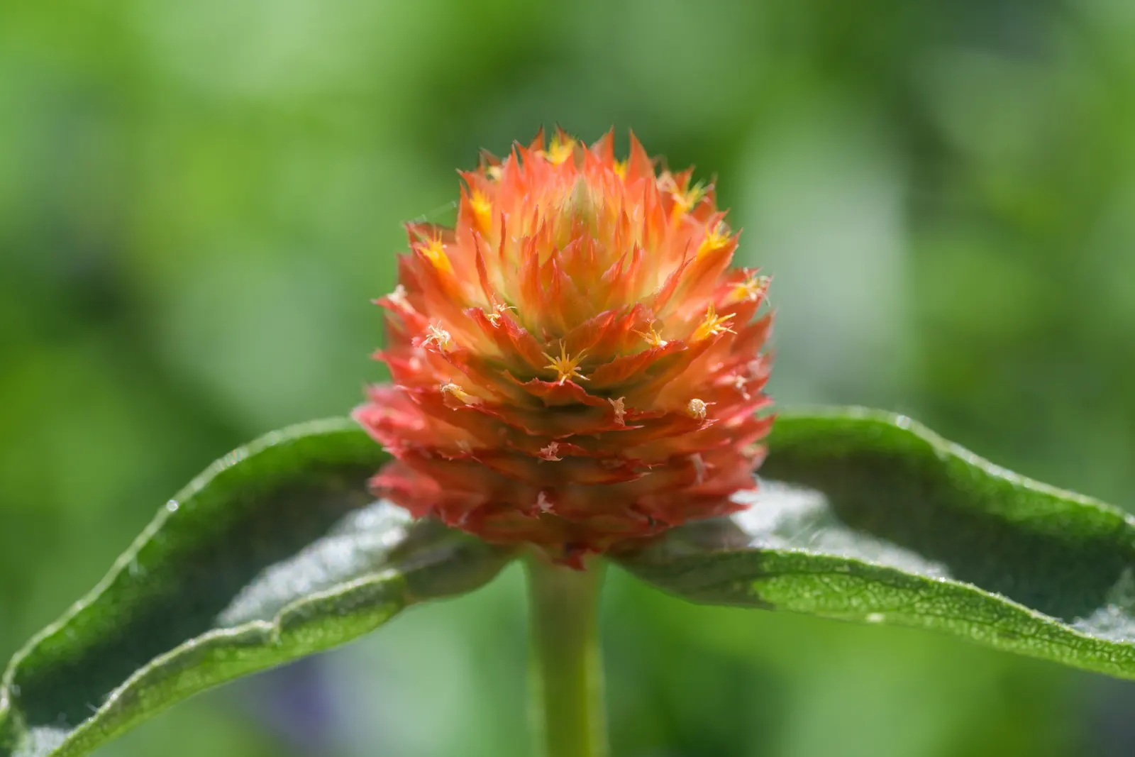 Common Zinnia (Zinnia Elegans) — Known for its array of showy; flaunting a kaleidoscope of hues, image 106
