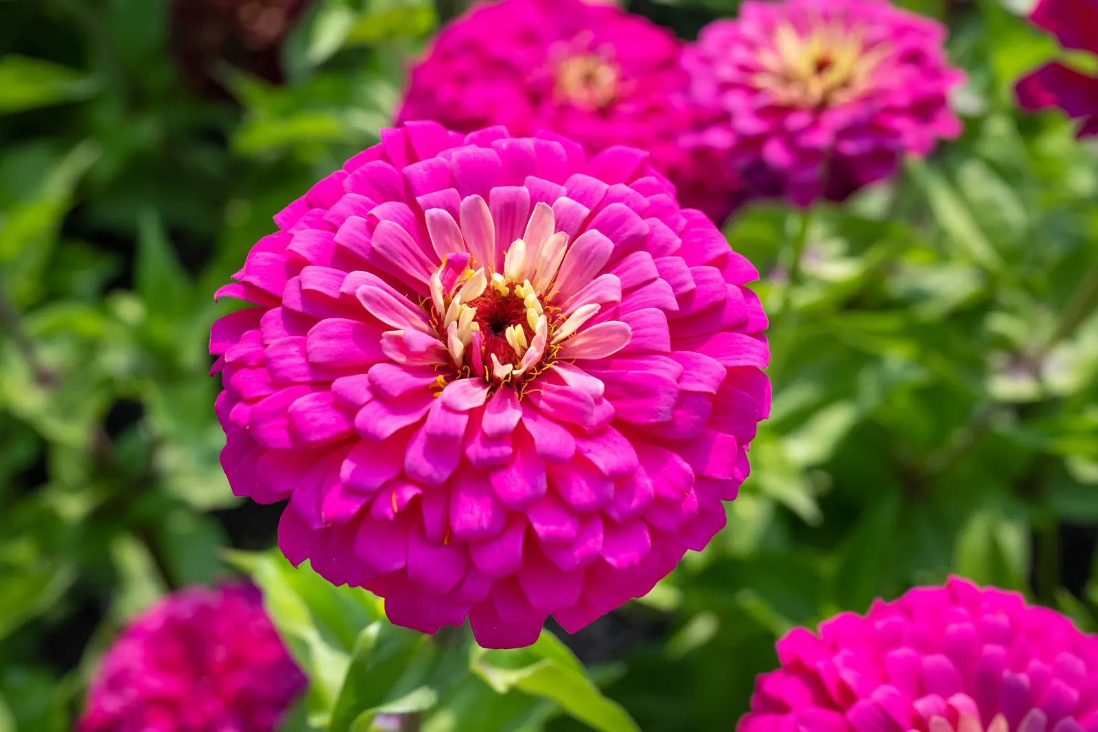 Common Zinnia (Zinnia Elegans) — perfect for use in both borders and as cut flowers for indoor display; pink and red flowers in the garden, image 67