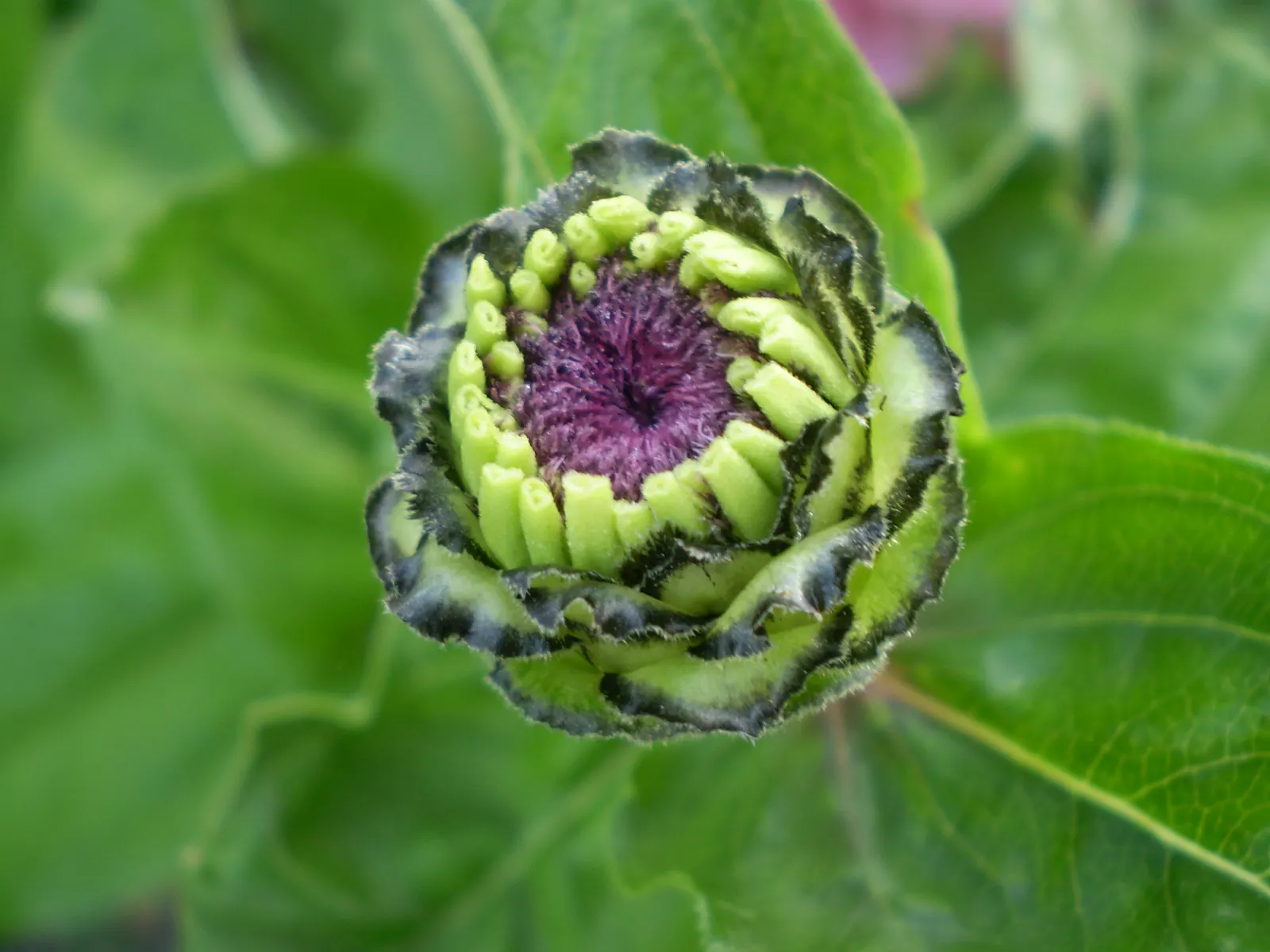Common Zinnia (Zinnia Elegans) — Flaunting a kaleidoscope of hues; zinnias are excellent attractors of butterflies and hummingbirds, image 141