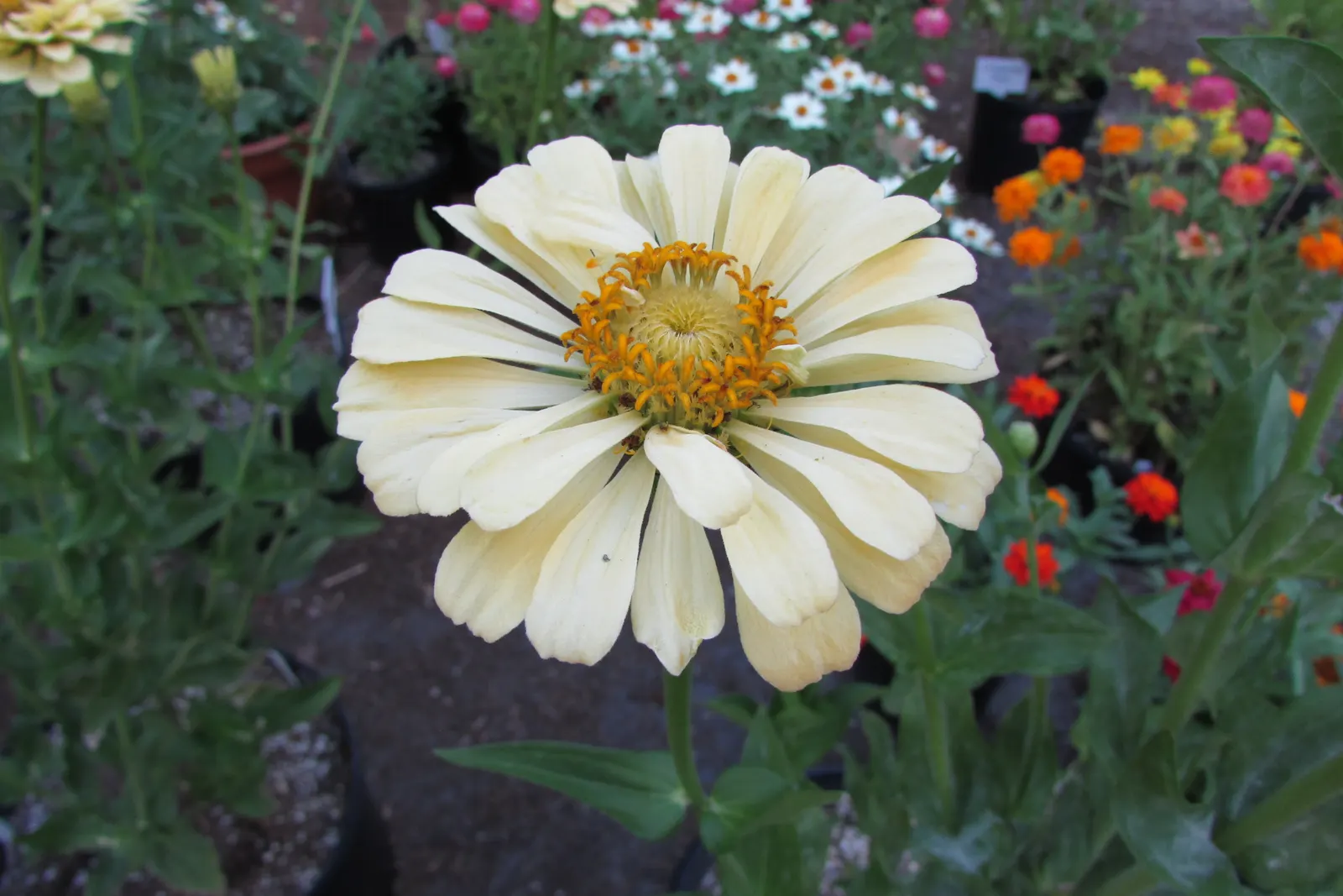 Common Zinnia (Zinnia Elegans) — a common issue for these plants; the Common Zinnia (Zinnia elegans)