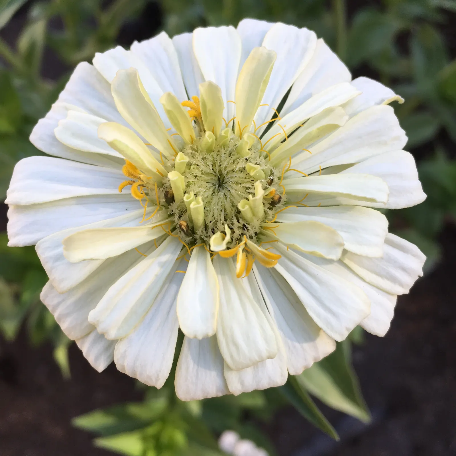 Common Zinnia (Zinnia Elegans) — adding an extra layer of dynamism to any garden space.<br><br>Hardy in USDA zones 2 through 11; known for its array of showy