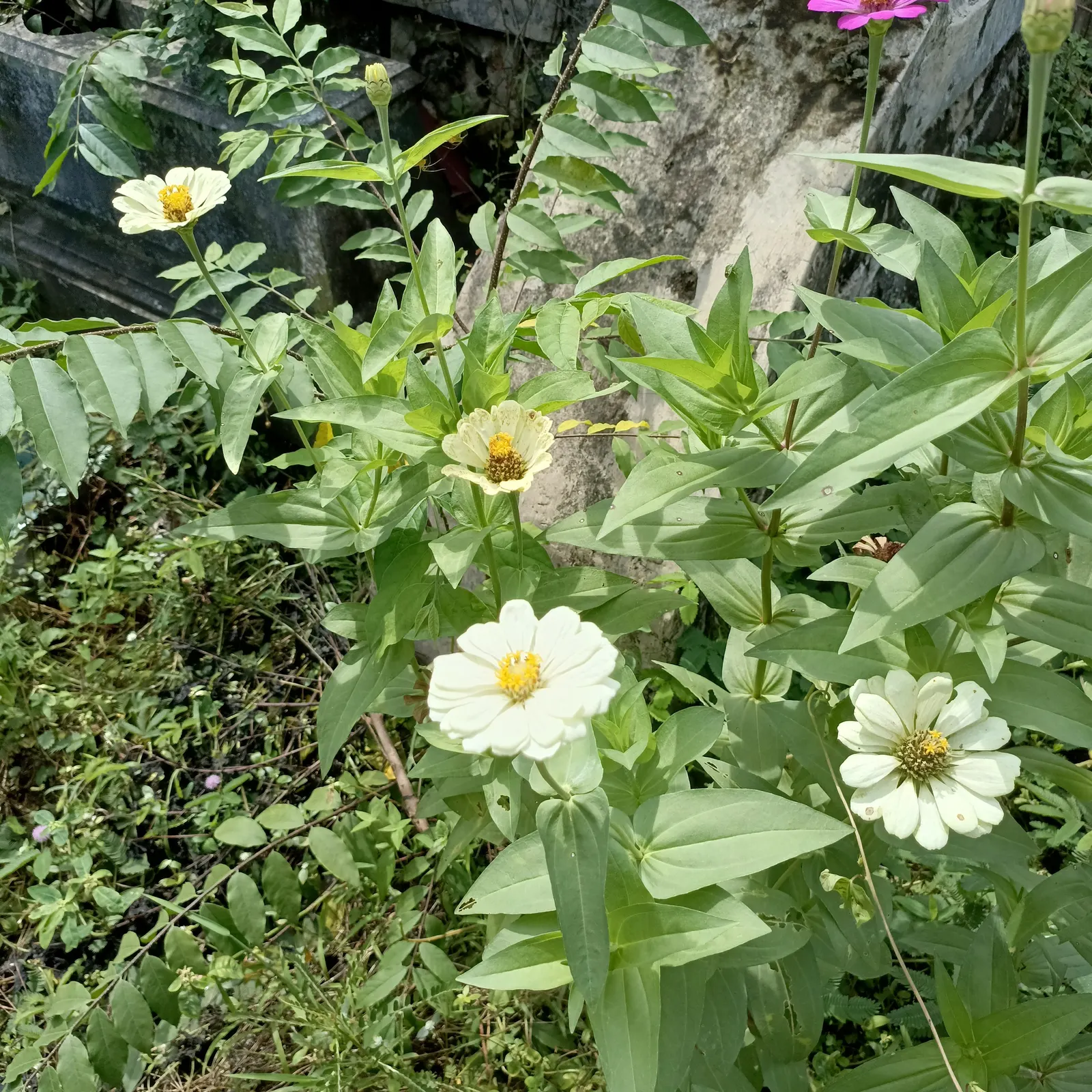 Common Zinnia (Zinnia Elegans) — daisy-like blooms in various colors; and prefer well-drained soil rich in organic matter