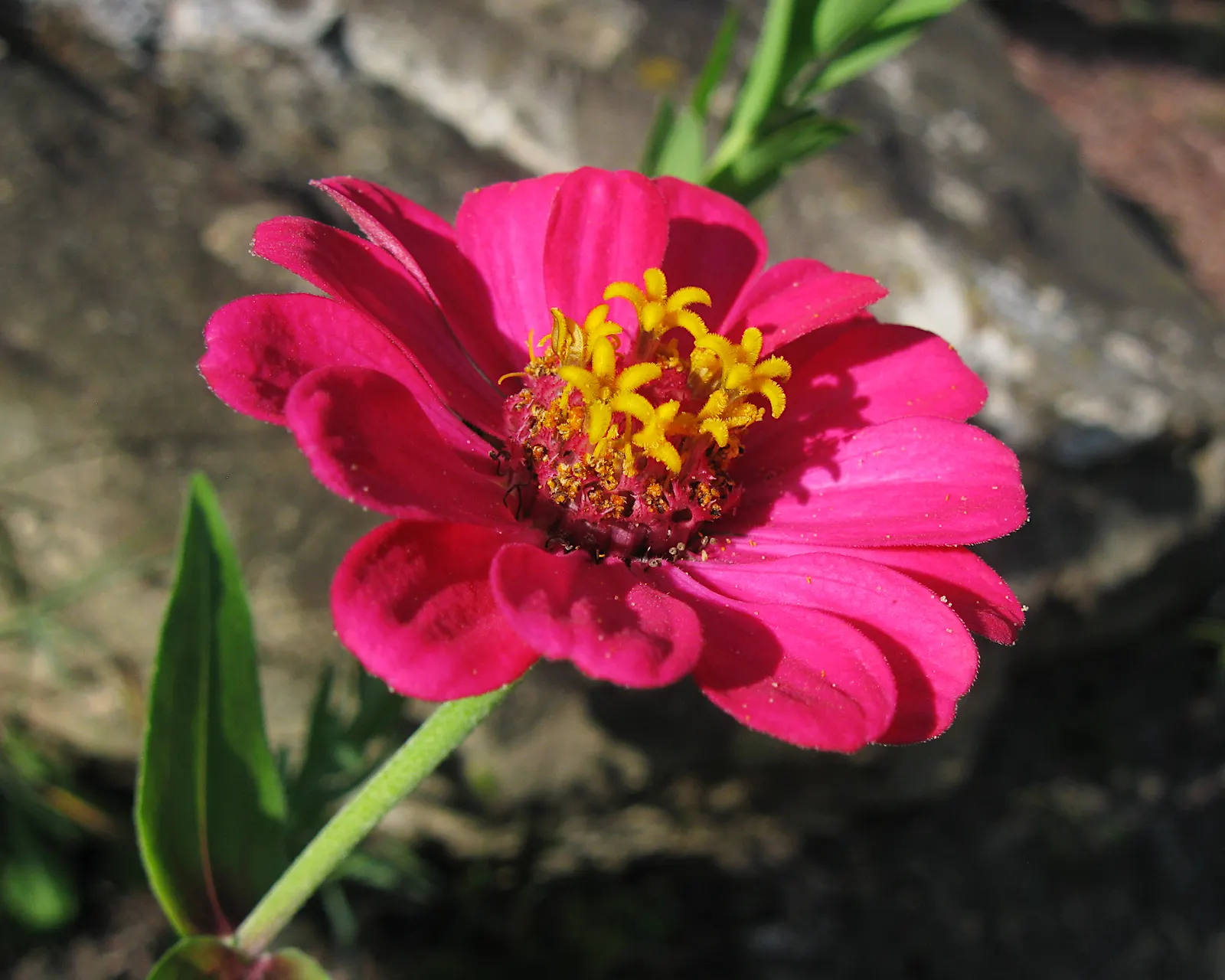 Common Zinnia (Zinnia Elegans) — pink and red flowers in the garden; is an annual flowering plant native to Mexico, image 102