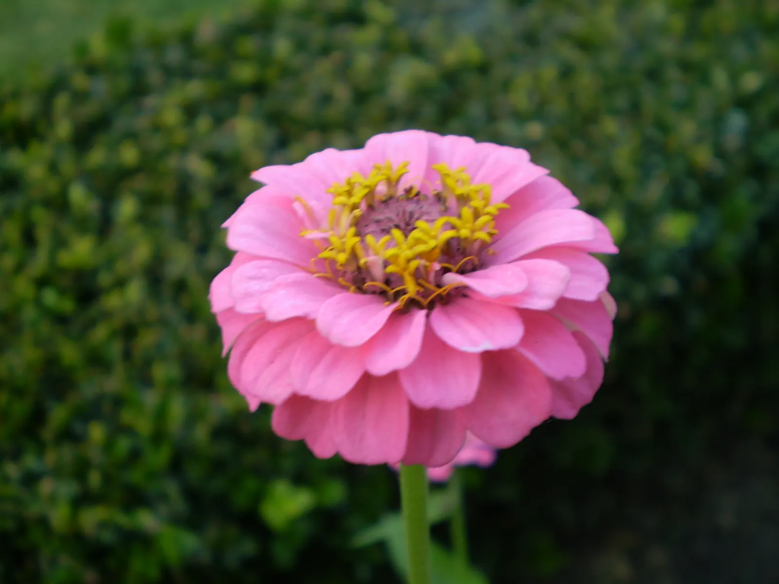 Common Zinnia (Zinnia Elegans) — adding an extra layer of dynamism to any garden space.<br><br>Hardy in USDA zones 2 through 11; known for its, image 101