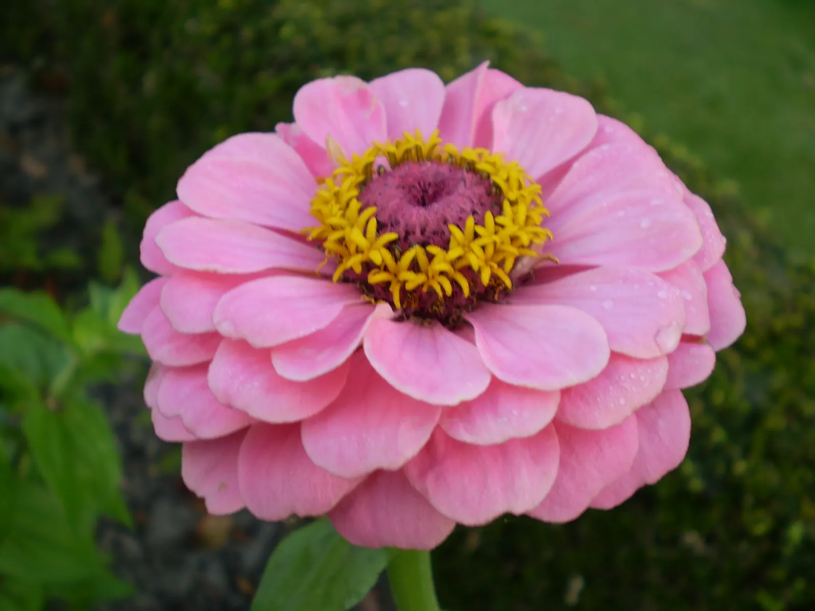 Common Zinnia (Zinnia Elegans) — annual for full or half; adding an extra layer of dynamism to any garden space.<br><br>Hardy in USDA zones 2, image 78