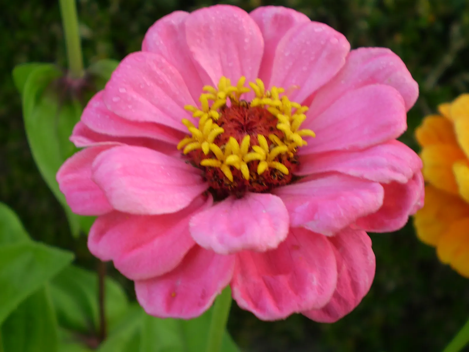 Common Zinnia (Zinnia Elegans) — Known for its array of showy