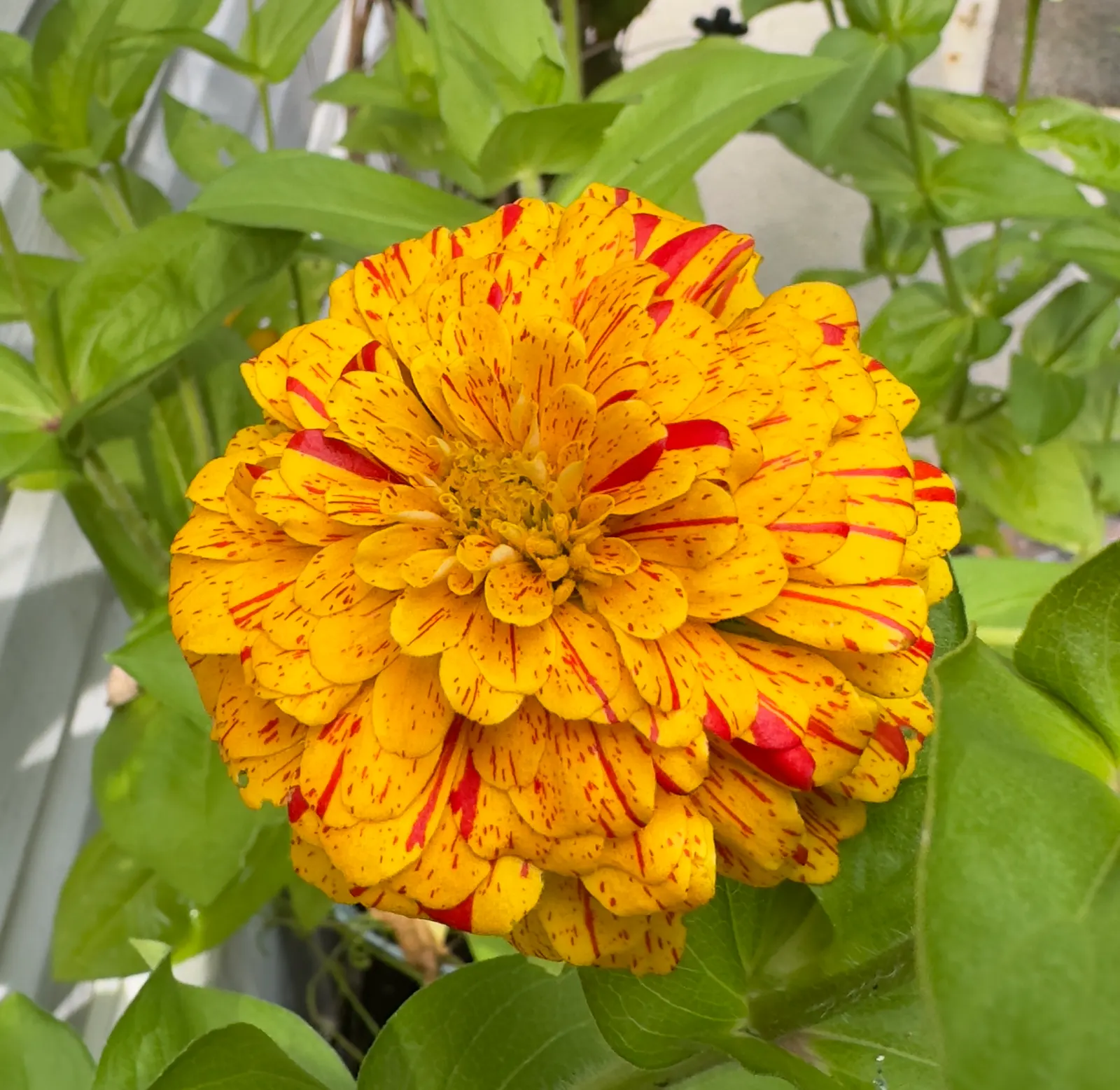Common Zinnia (Zinnia Elegans) — to ensure ample airflow and reduce the risk of powdery mildew; annual for full or half, image 71