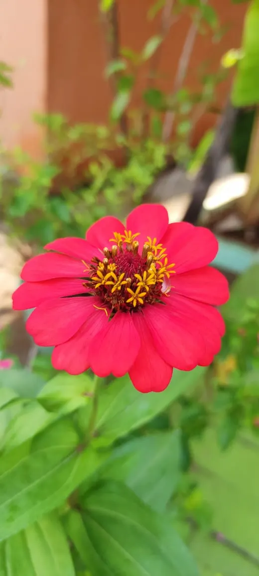 Common Zinnia (Zinnia Elegans) — and prefer well-drained soil rich in organic matter; to ensure ample airflow and reduce the risk of powdery mildew, image 96