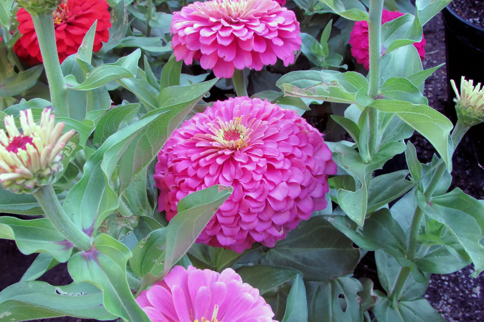 Common Zinnia (Zinnia Elegans) — requiring a minimum of 6 hours of direct sun per day; zinnias are available in red, image 147