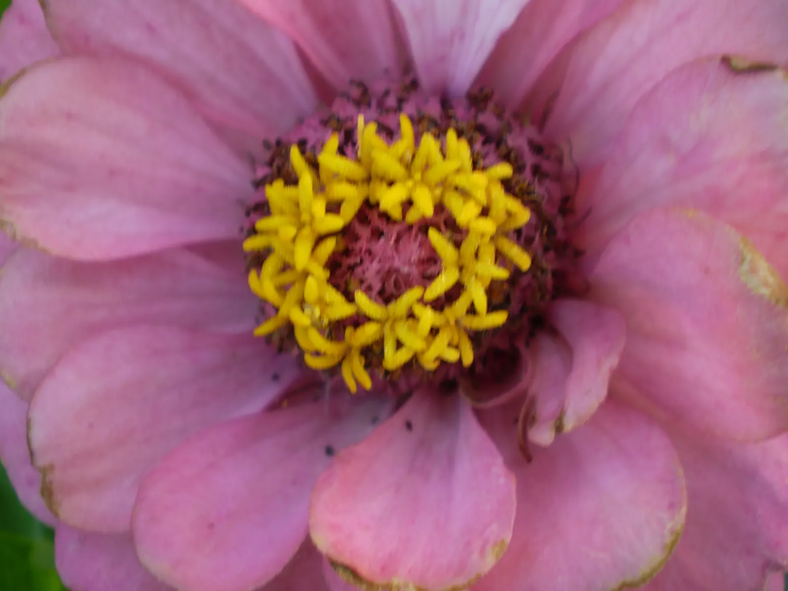 Common Zinnia (Zinnia Elegans) — is an annual flowering plant native to Mexico; a vibrant and popular choice for gardeners seeking to inject a, image 61