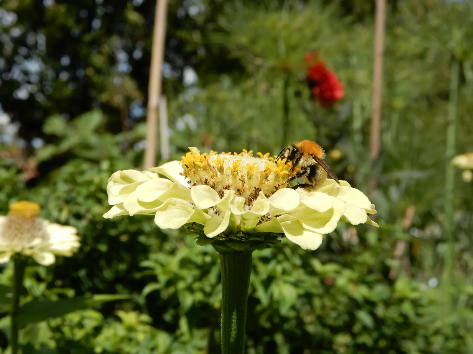 Common Zinnia (Zinnia Elegans) — annual for full or half; adding an extra layer of dynamism to any garden space.<br><br>Hardy in USDA zones 2, image 130