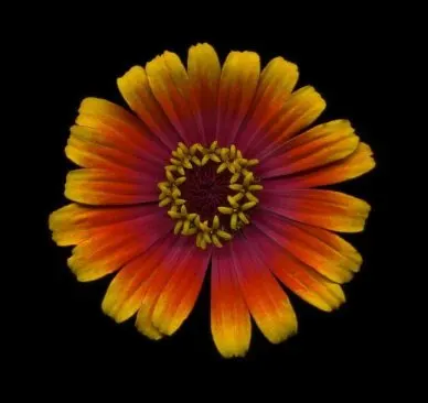Common Zinnia (Zinnia Elegans) — to ensure ample airflow and reduce the risk of powdery mildew; annual for full or half