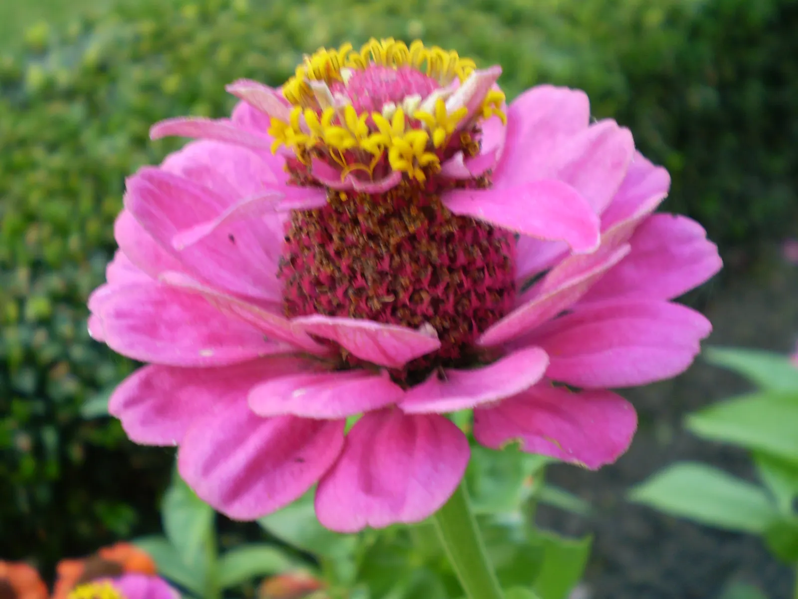 Common Zinnia (Zinnia Elegans) — a common issue for these plants; the Common Zinnia (Zinnia elegans), image 72