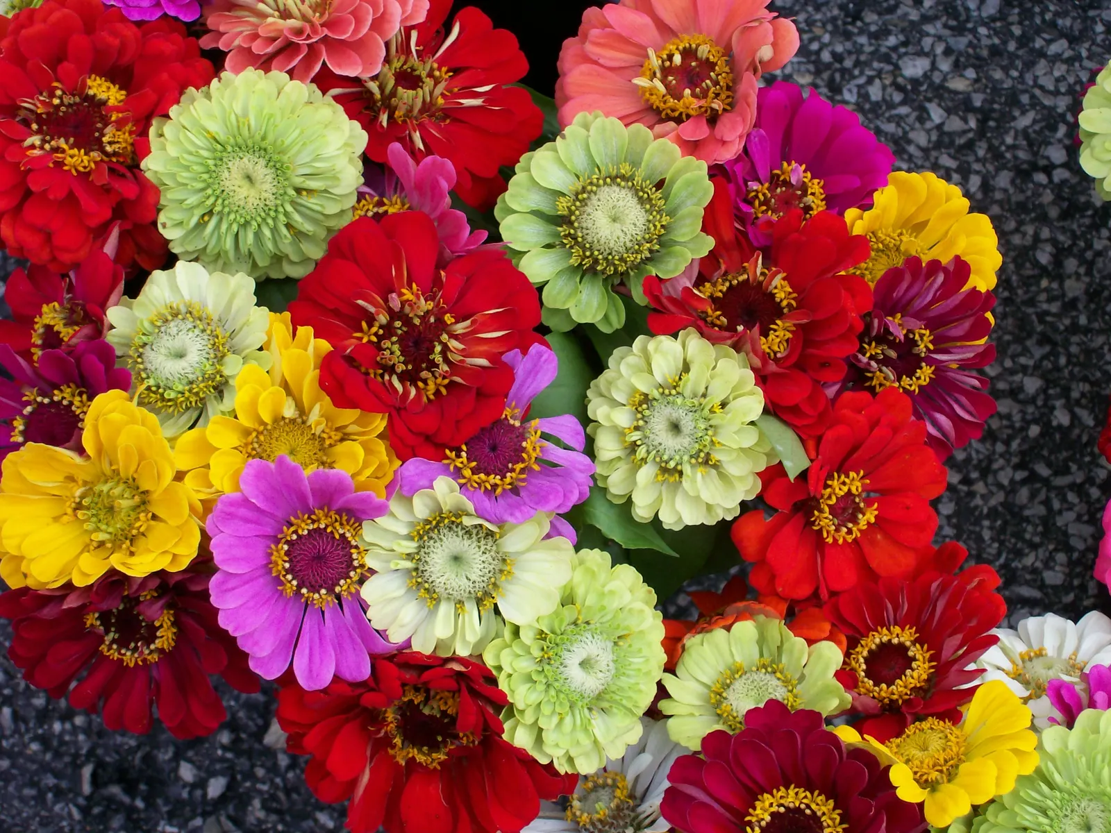 Common Zinnia (Zinnia Elegans) — The Common Zinnia (Zinnia elegans); a common issue for these plants