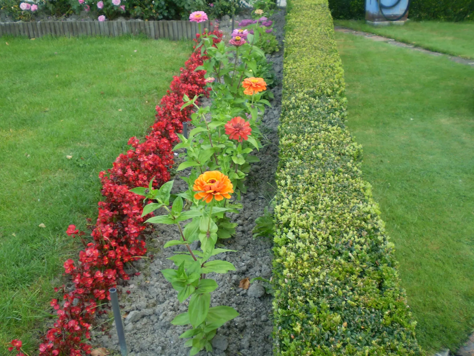 Common Zinnia (Zinnia Elegans) — which can soar to heights between 8 inches and 4 feet