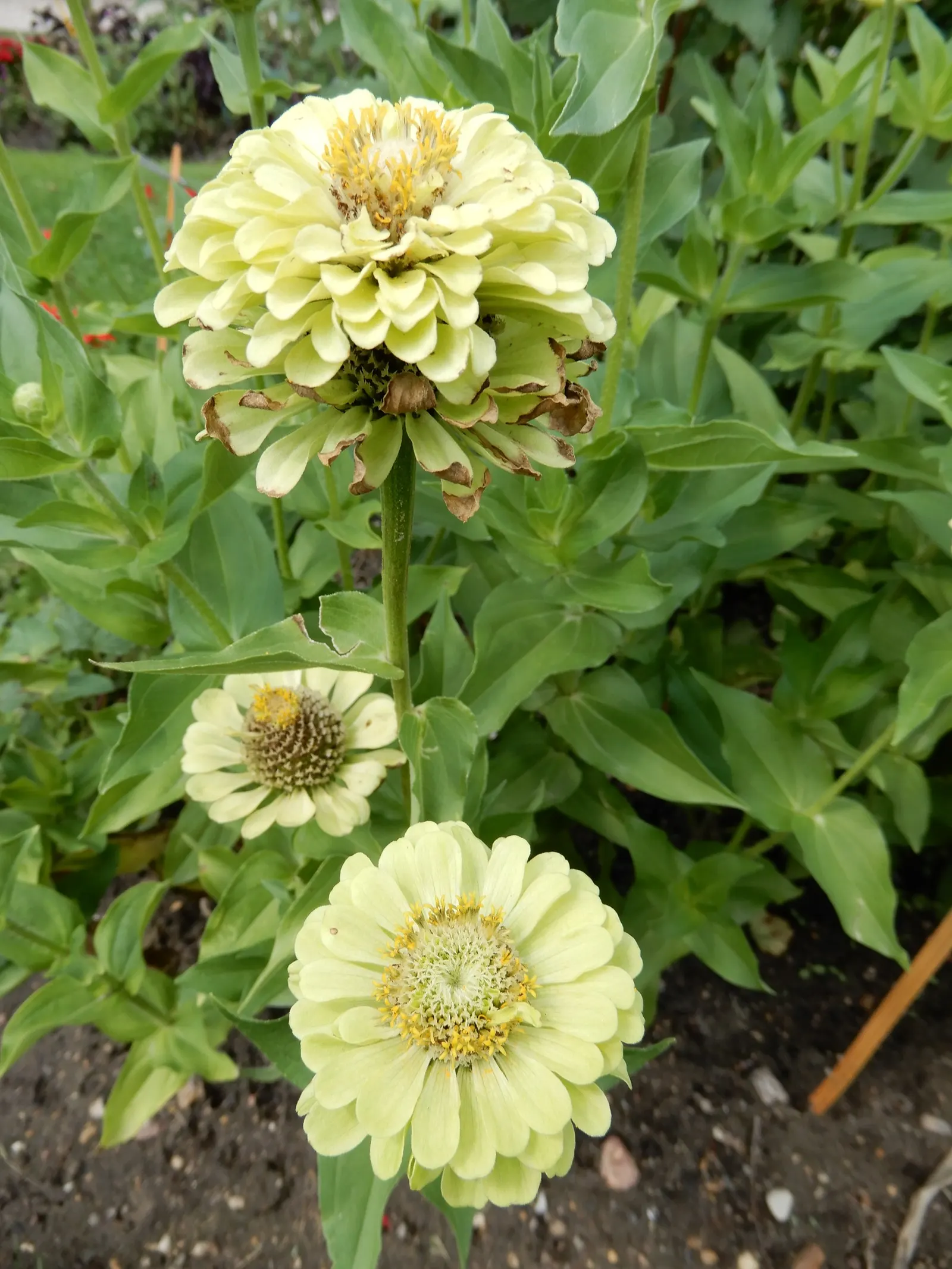 Common Zinnia (Zinnia Elegans) — The Common Zinnia (Zinnia elegans); a common issue for these plants, image 137