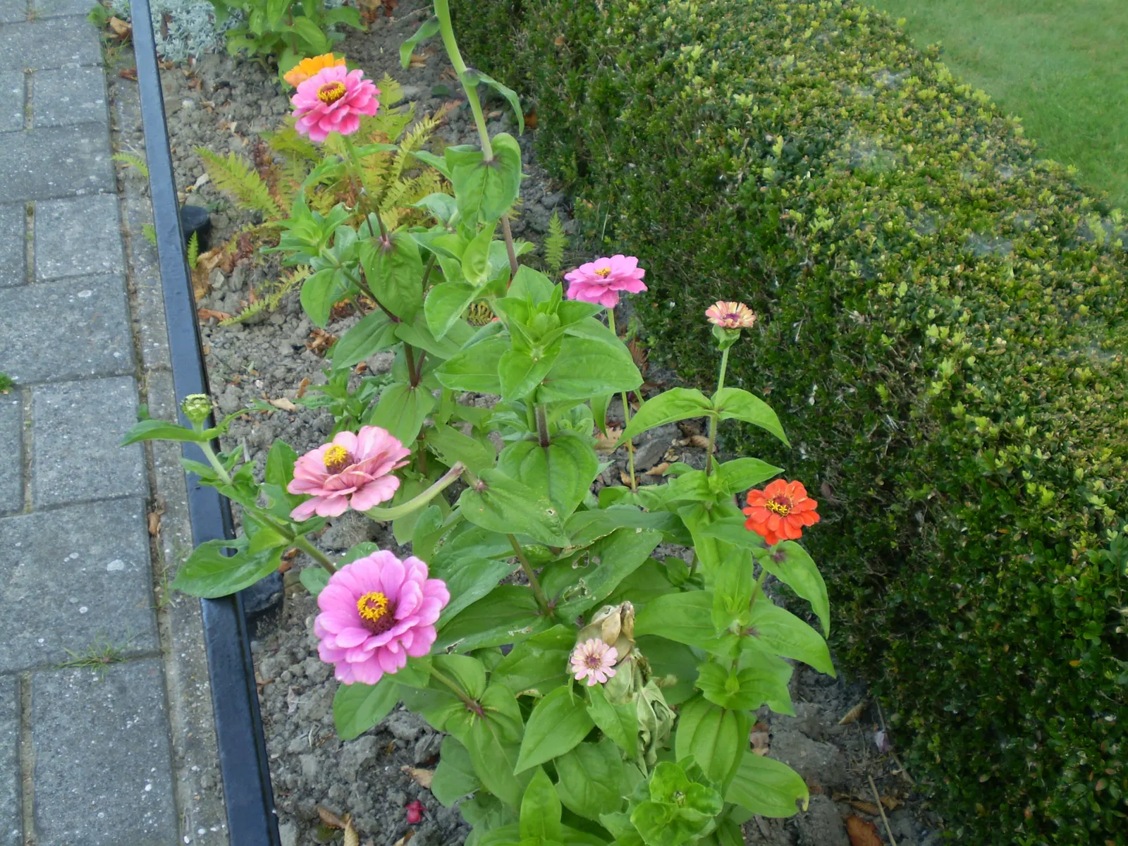 Common Zinnia (Zinnia Elegans) — a vibrant and popular choice for gardeners seeking to inject a splash of color into their landscape; is a vibrant annual