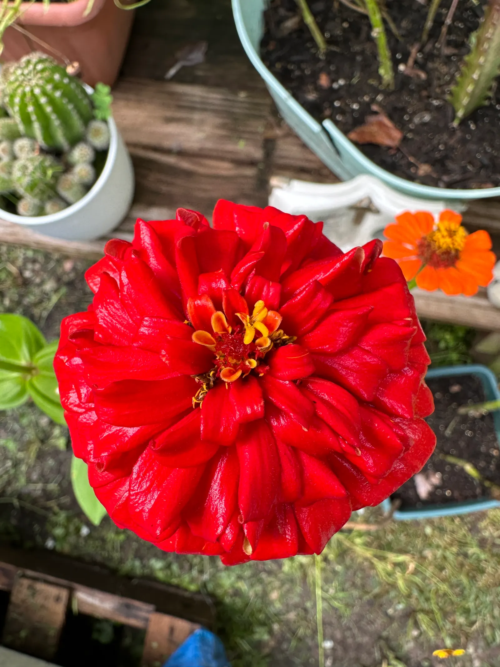 Common Zinnia (Zinnia Elegans) — pink and red flowers in the garden; is an annual flowering plant native to Mexico, image 76