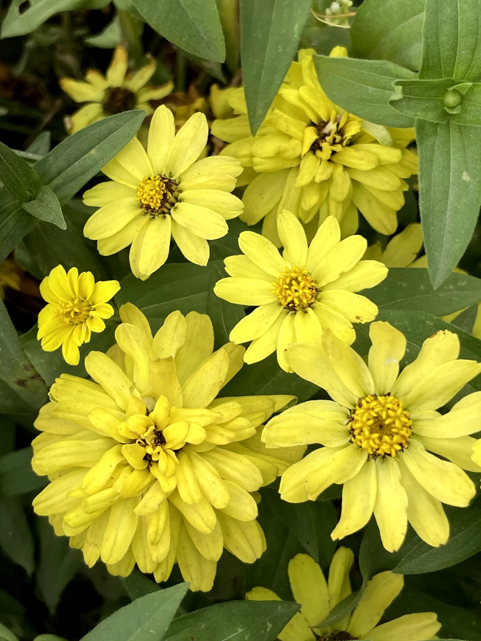 Common Zinnia (Zinnia Elegans) — They thrive in full sunlight; with a long blooming period from spring to frost