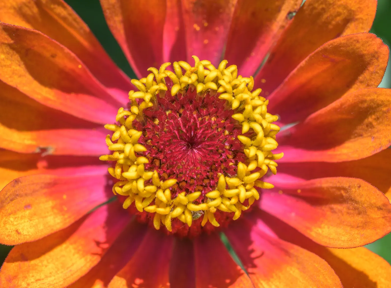 Common Zinnia (Zinnia Elegans) — to ensure ample airflow and reduce the risk of powdery mildew; annual for full or half, image 149