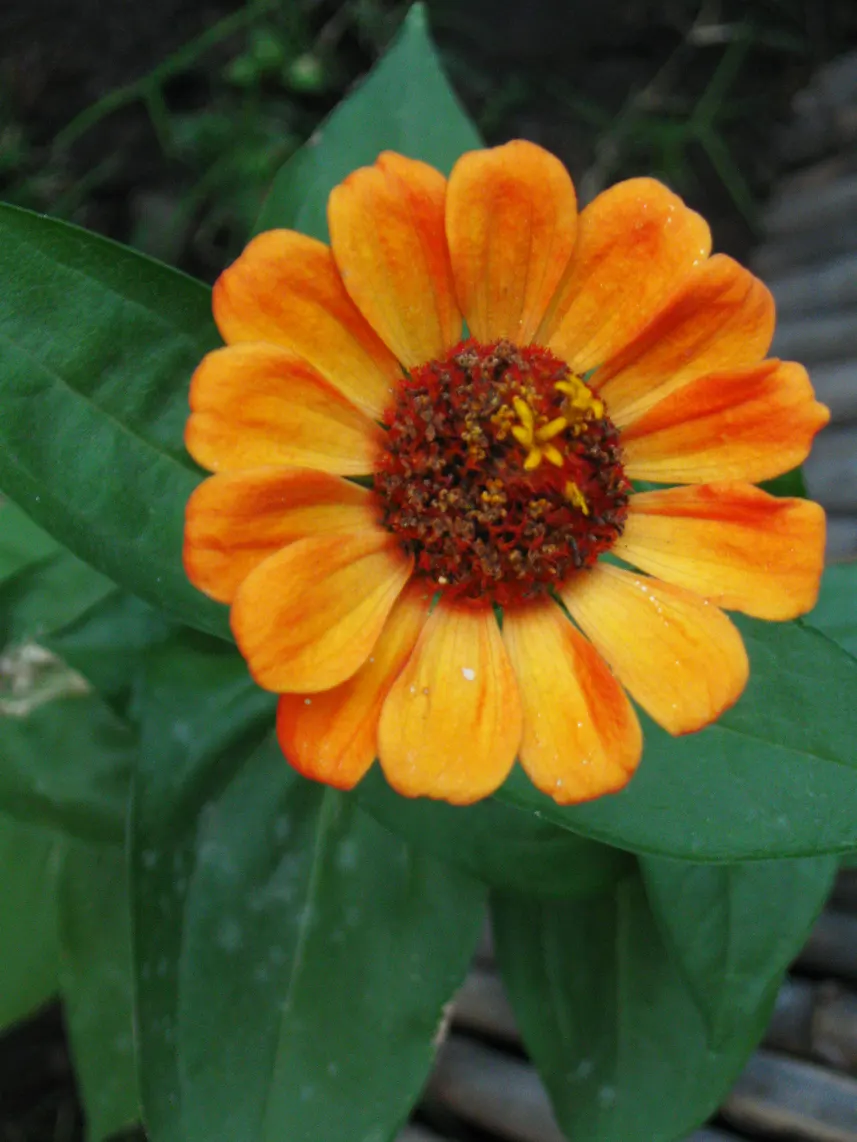 Common Zinnia (Zinnia Elegans) — Flaunting a kaleidoscope of hues