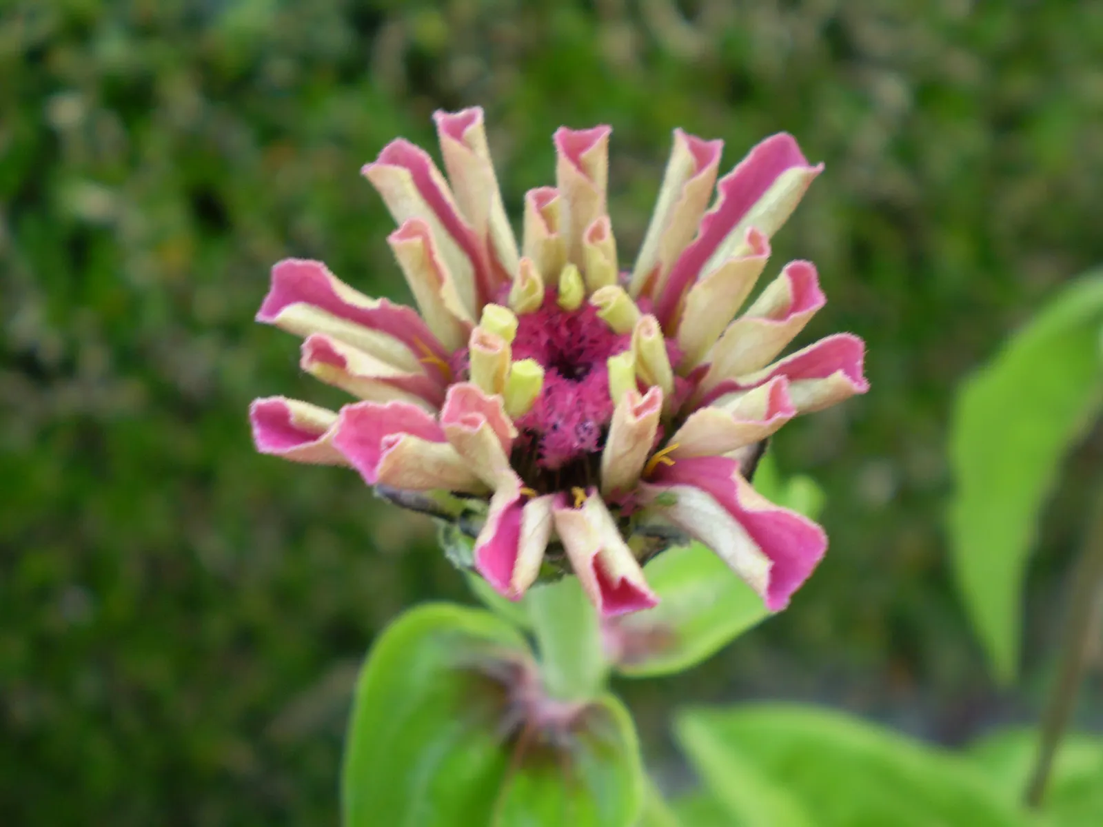 Common Zinnia (Zinnia Elegans) — They thrive in full sunlight; with a long blooming period from spring to frost, image 94