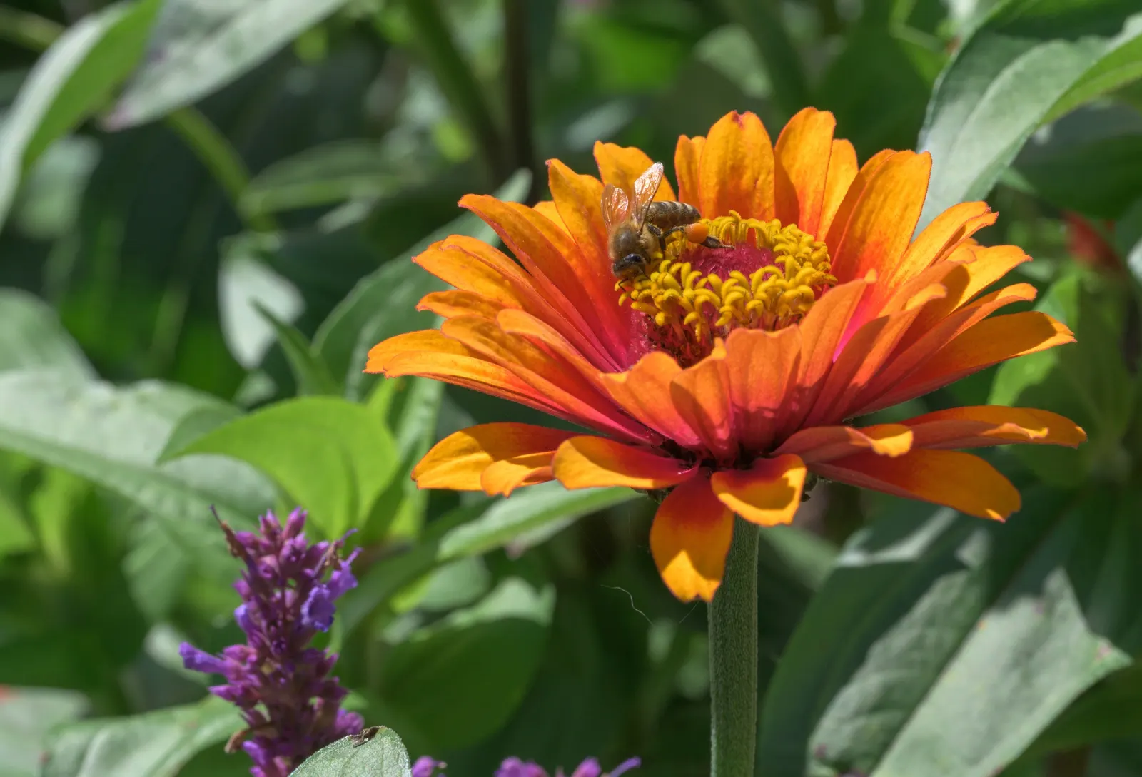 Common Zinnia (Zinnia Elegans) — daisy-like blooms in various colors; and prefer well-drained soil rich in organic matter, image 55