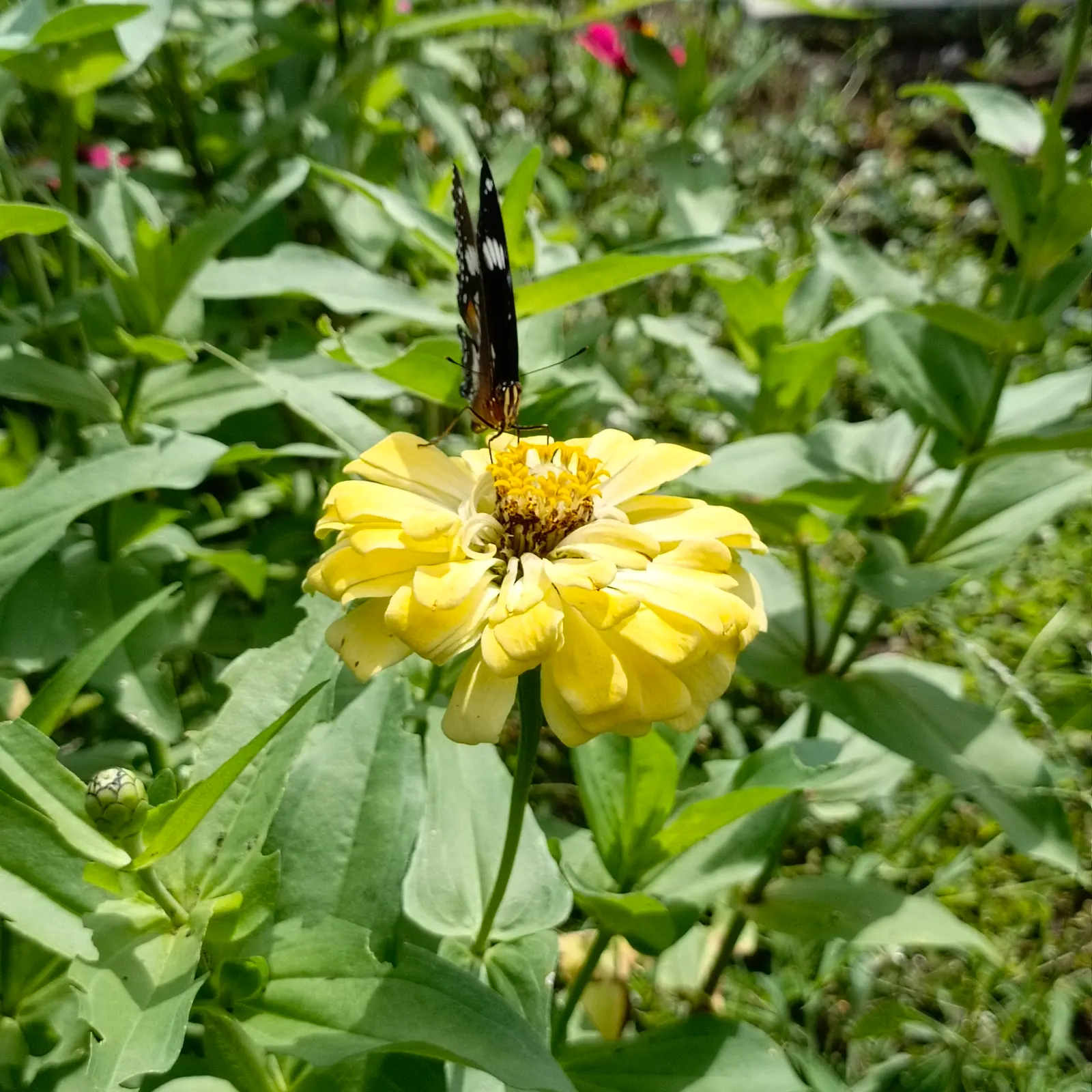 Common Zinnia (Zinnia Elegans) — zinnias are available in red; daisy-like blooms in various colors, image 90