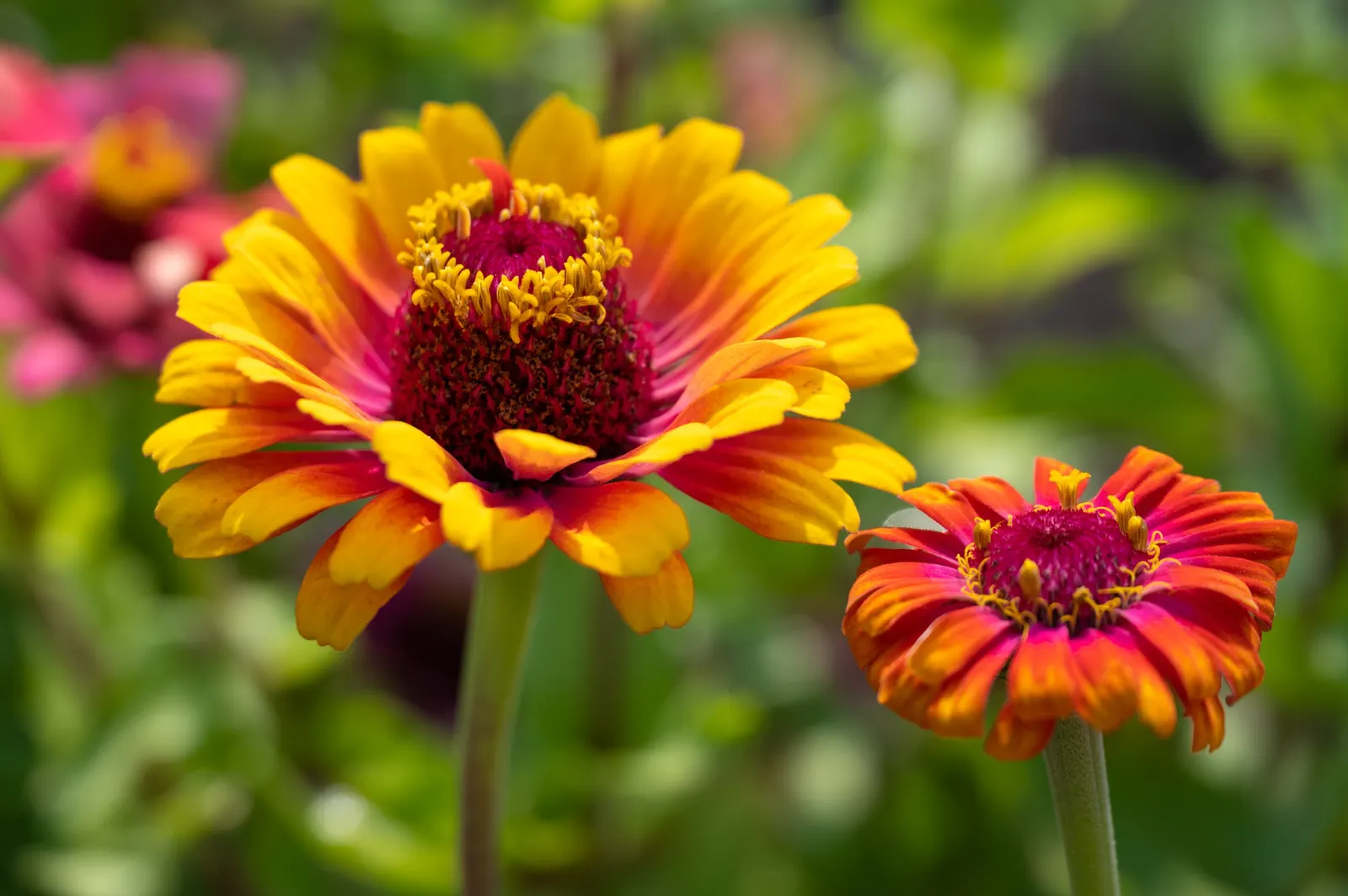 Common Zinnia (Zinnia Elegans) — Their blooming season spans from late spring to the first frost, offering a generous seasonal display